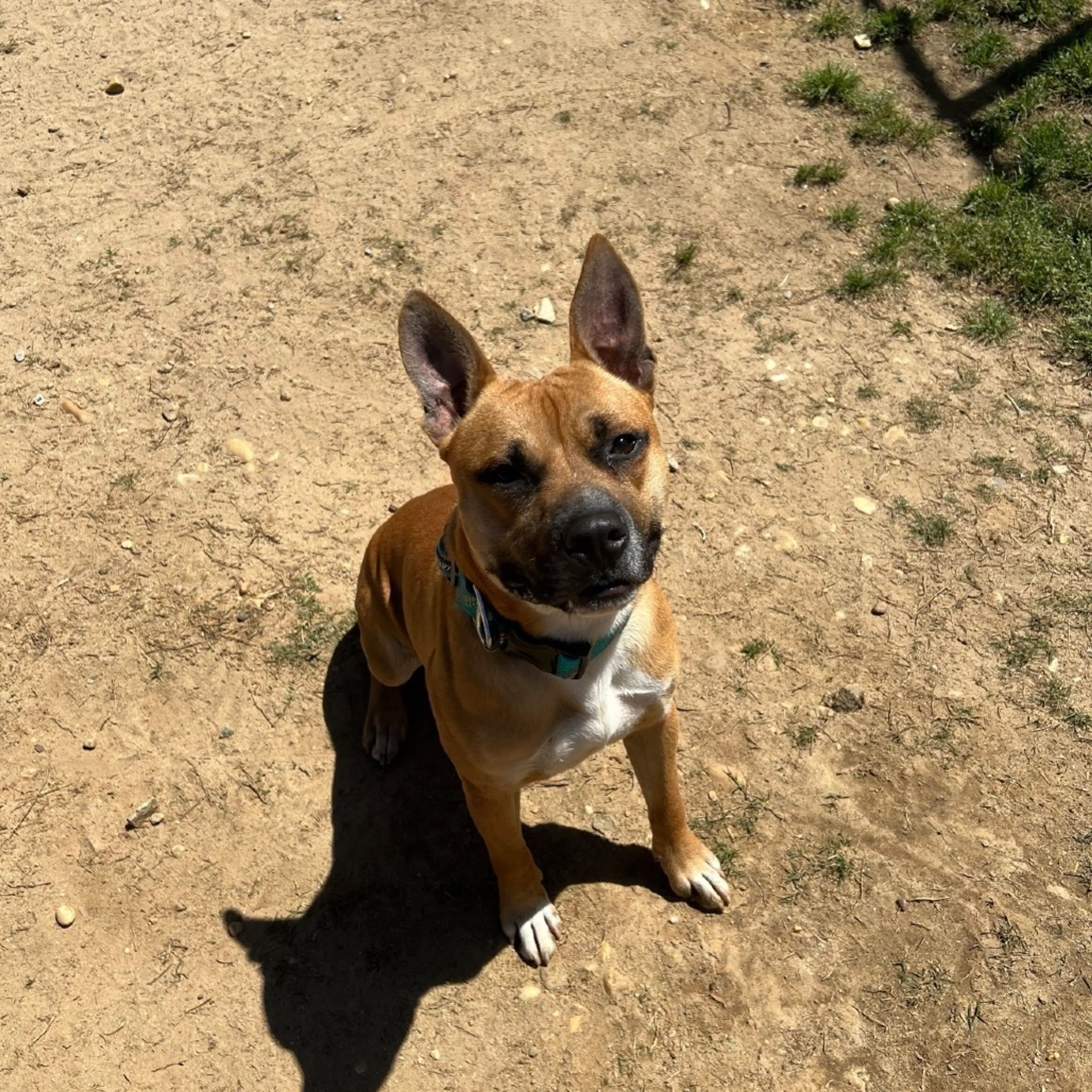 Found pet-5