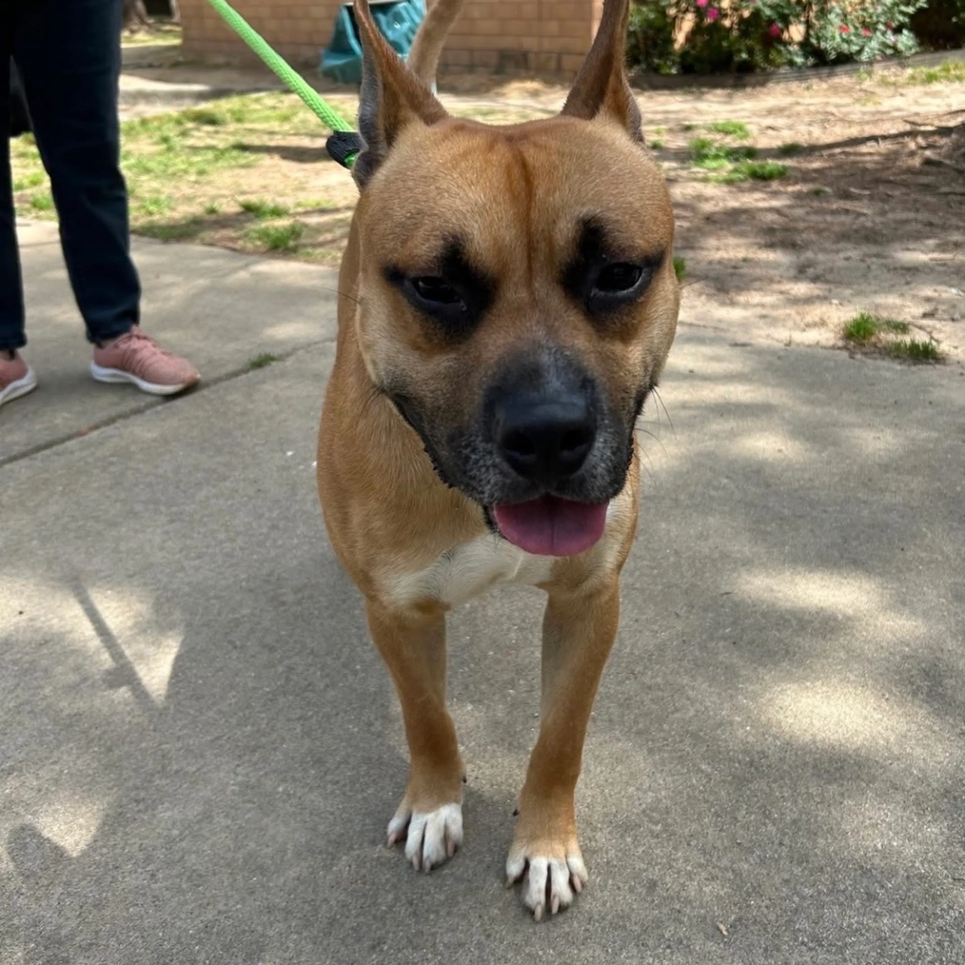 Found pet-2
