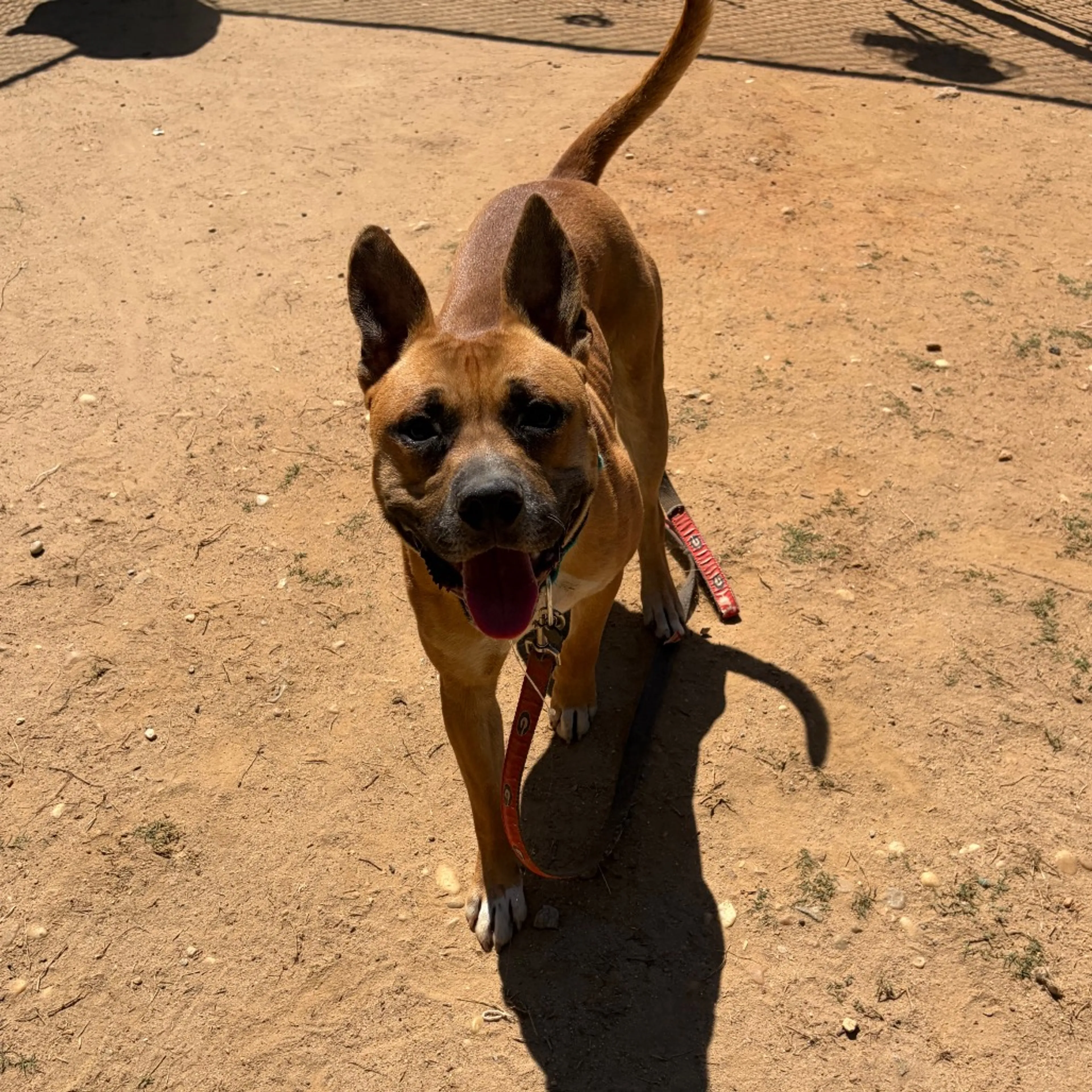 Found pet-8