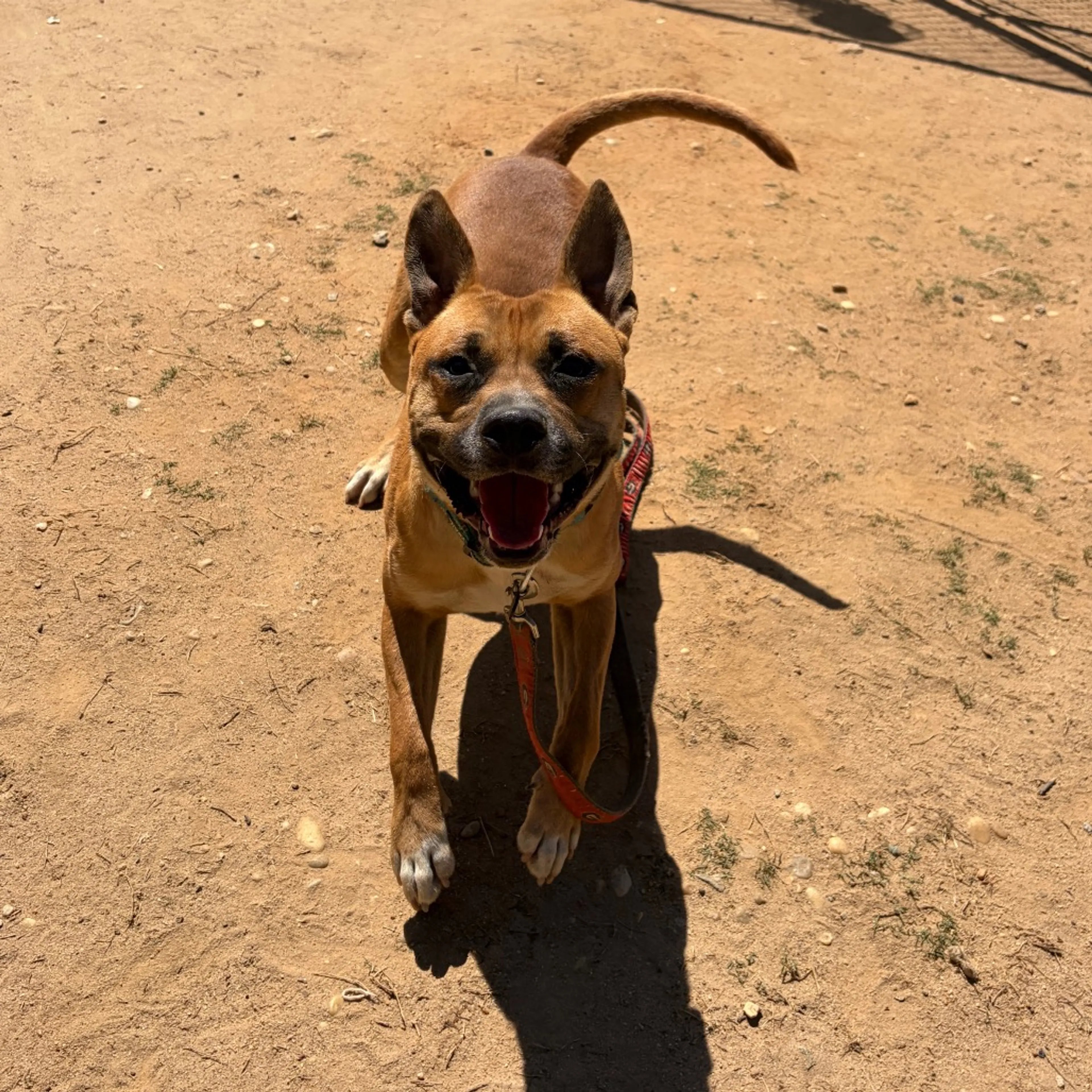 Found pet-7