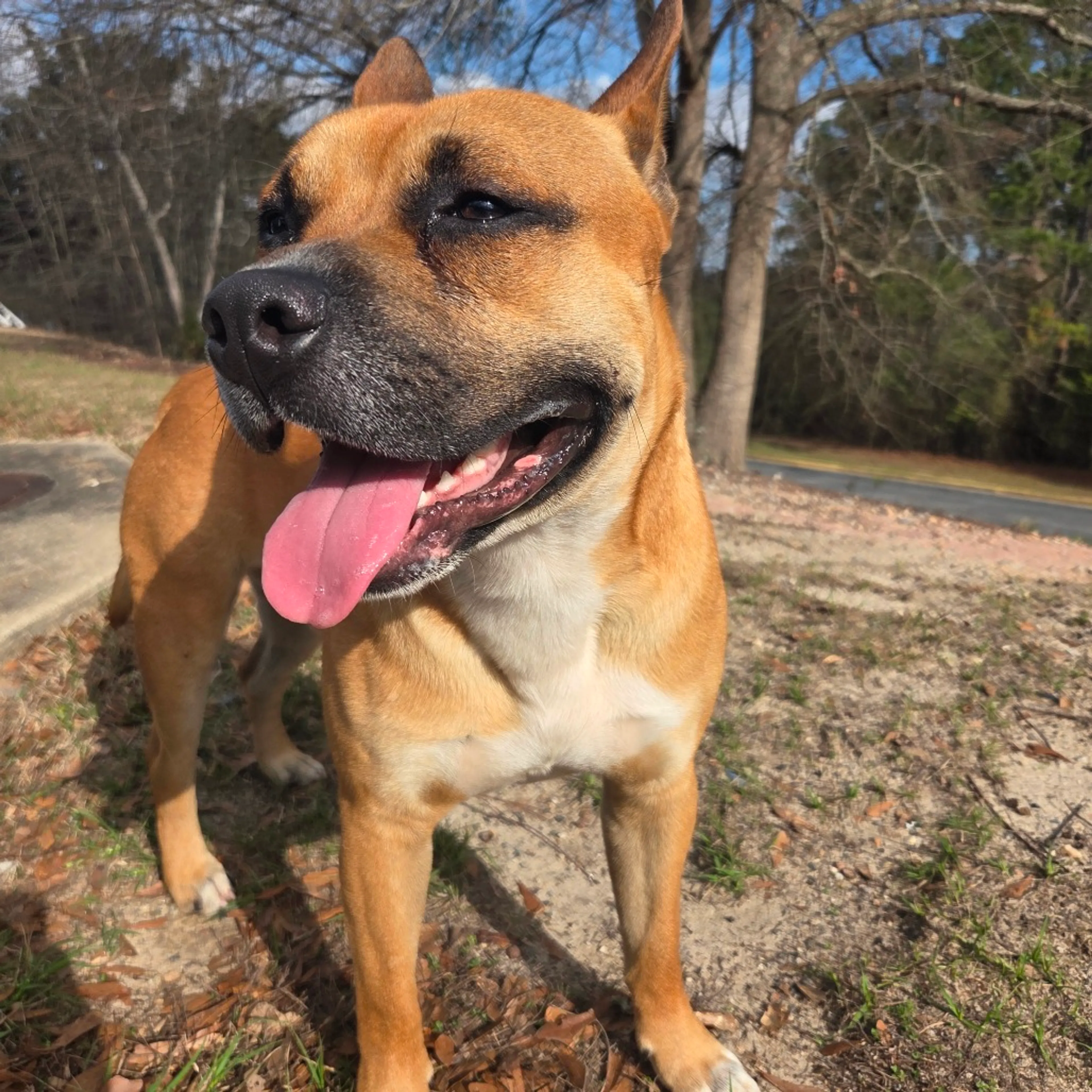 Found pet-1