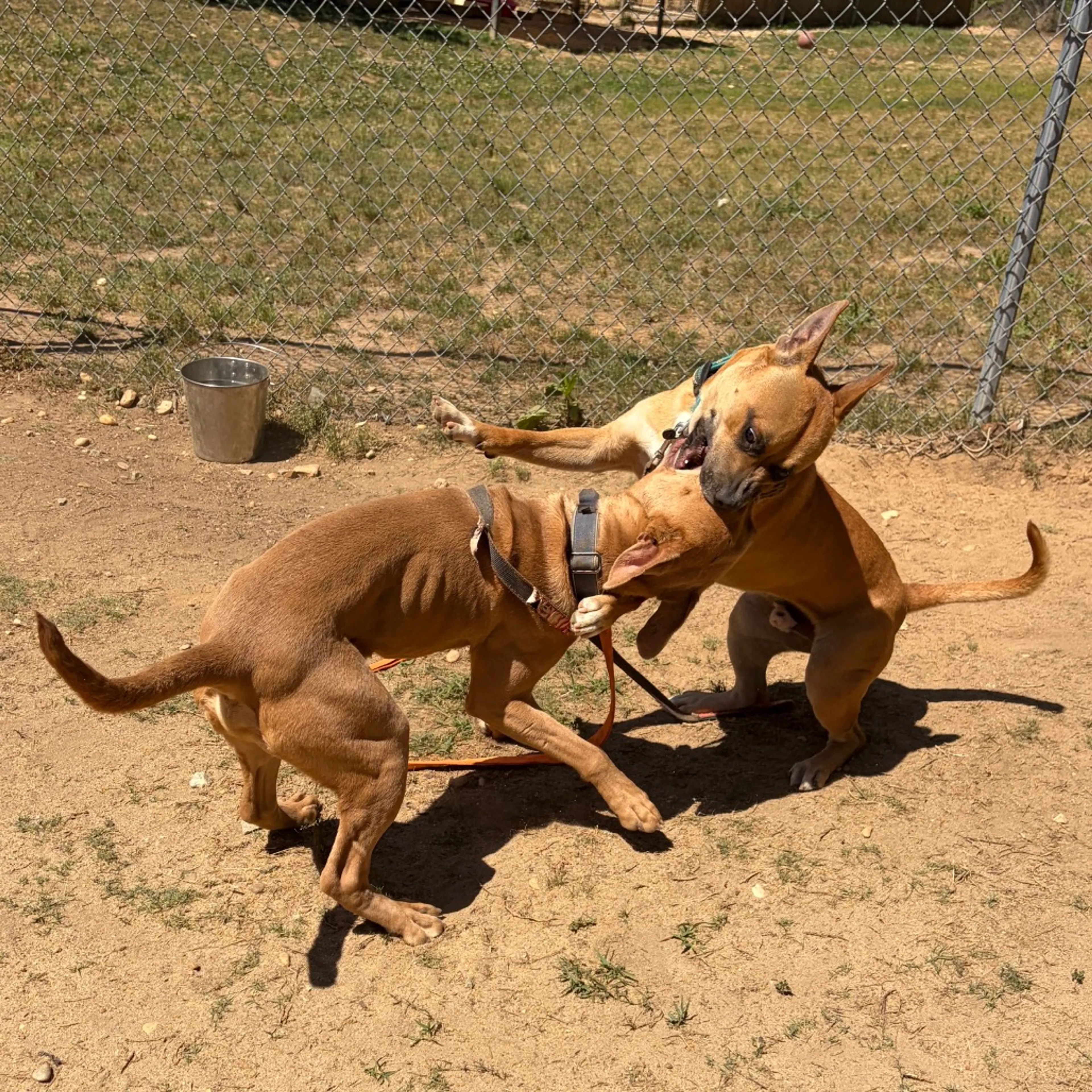 Found pet-19
