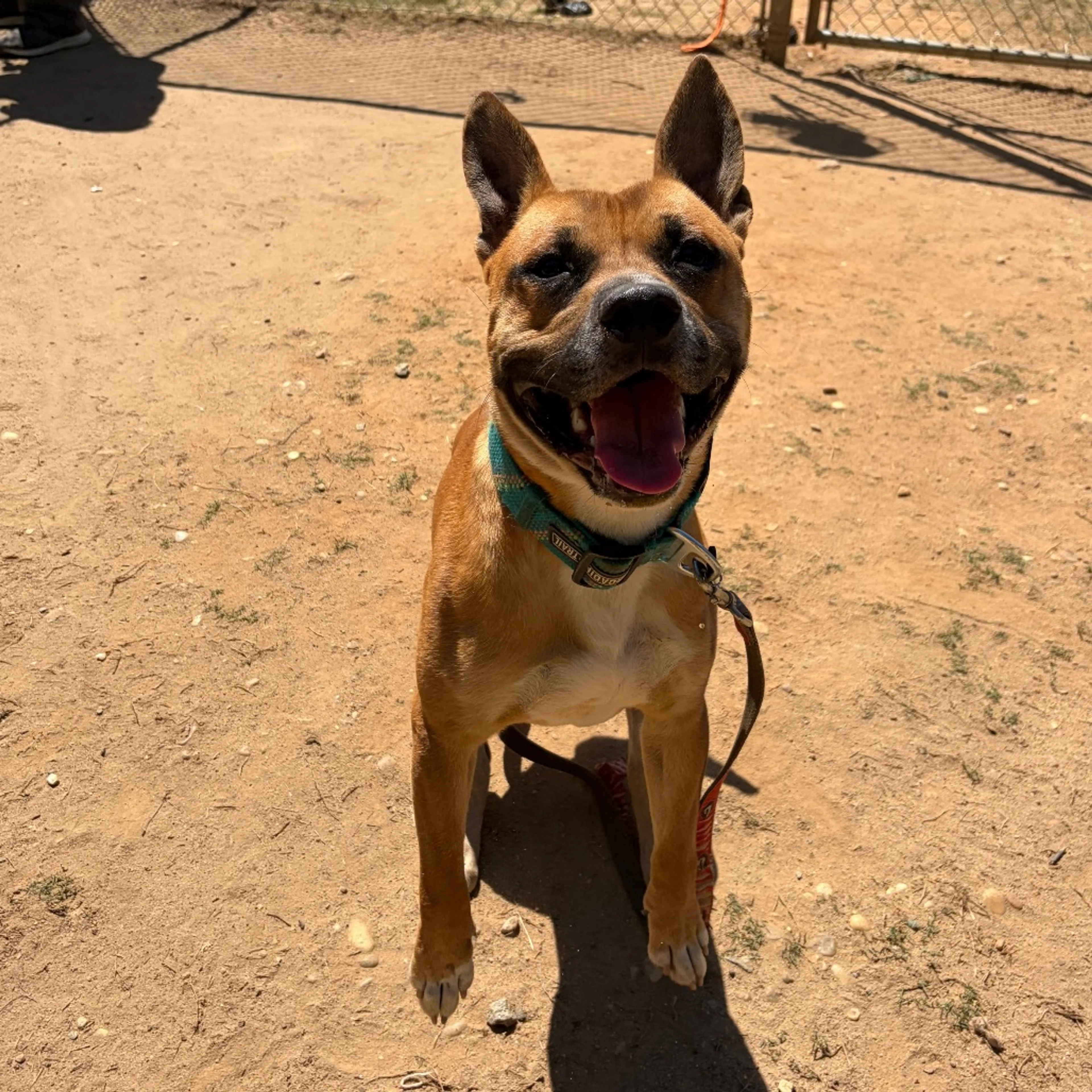 Found pet-6