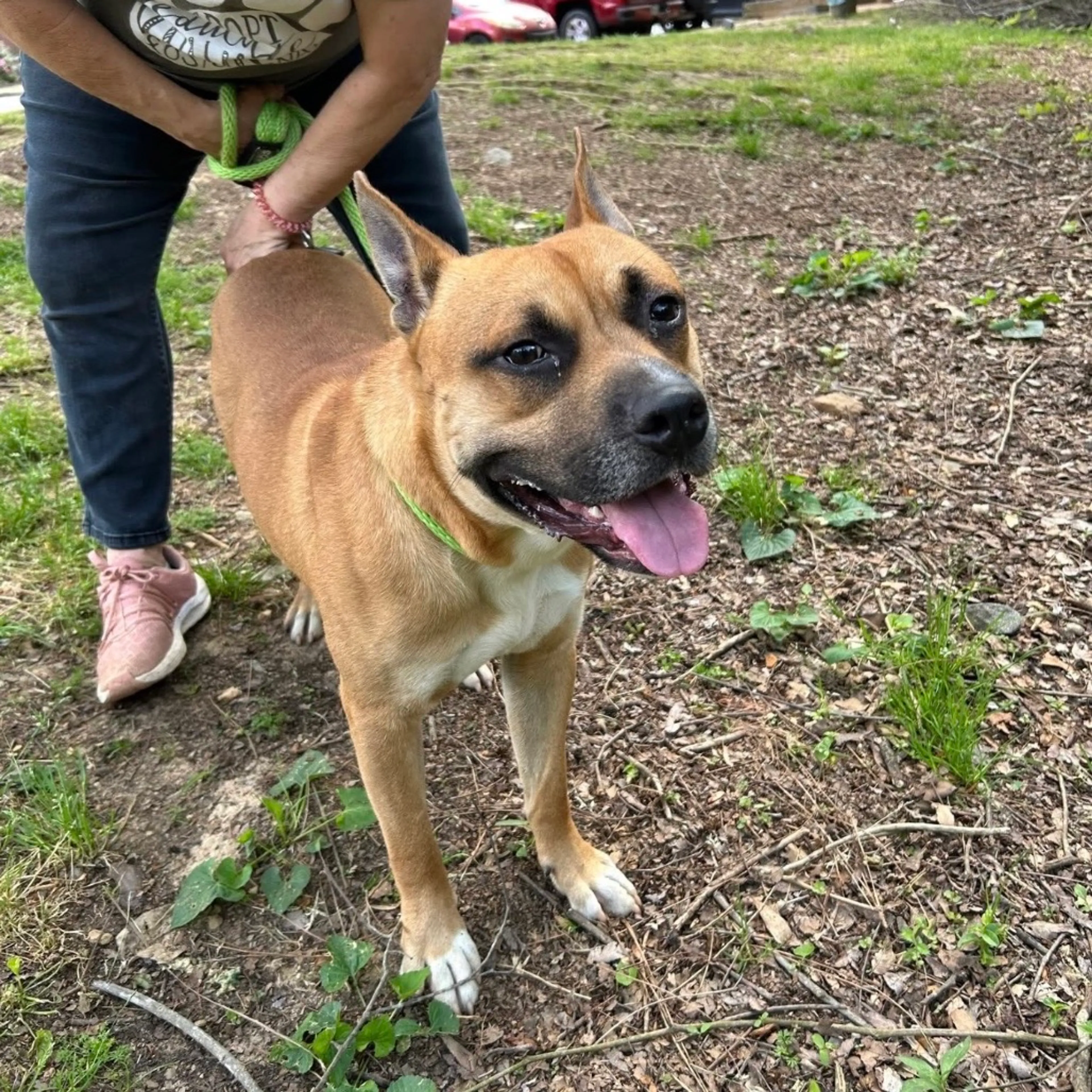 Found pet-3