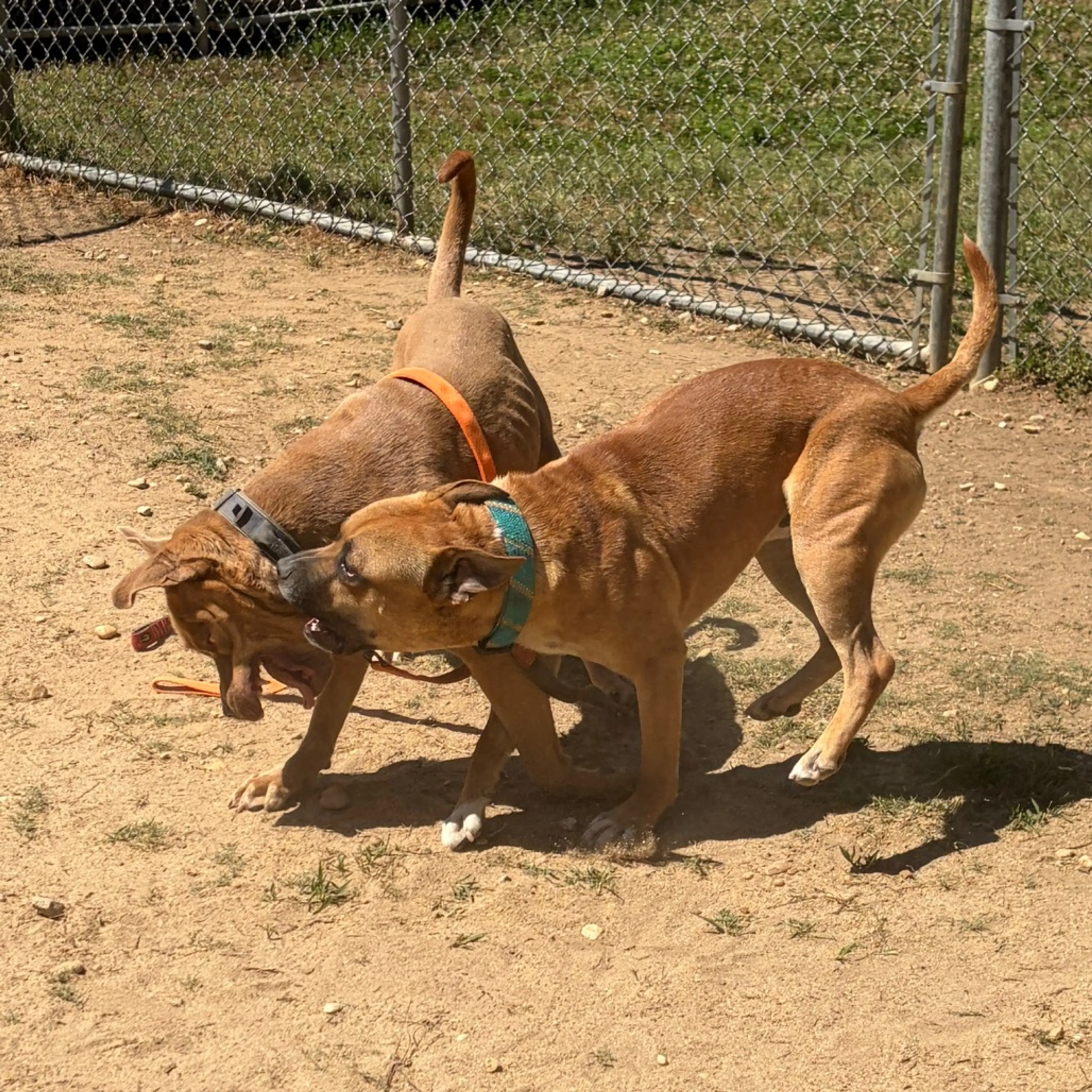 Found pet-13