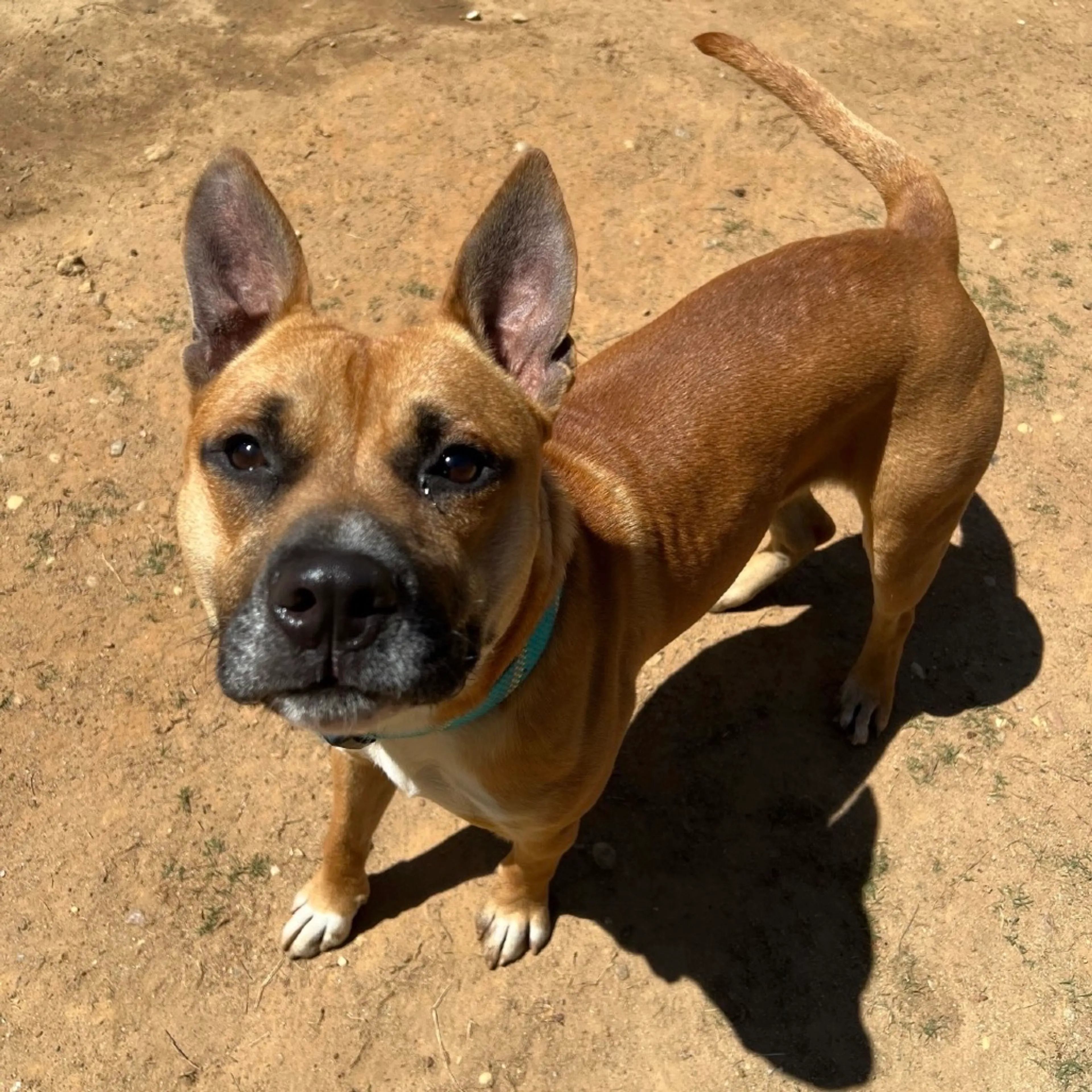 Found pet-4