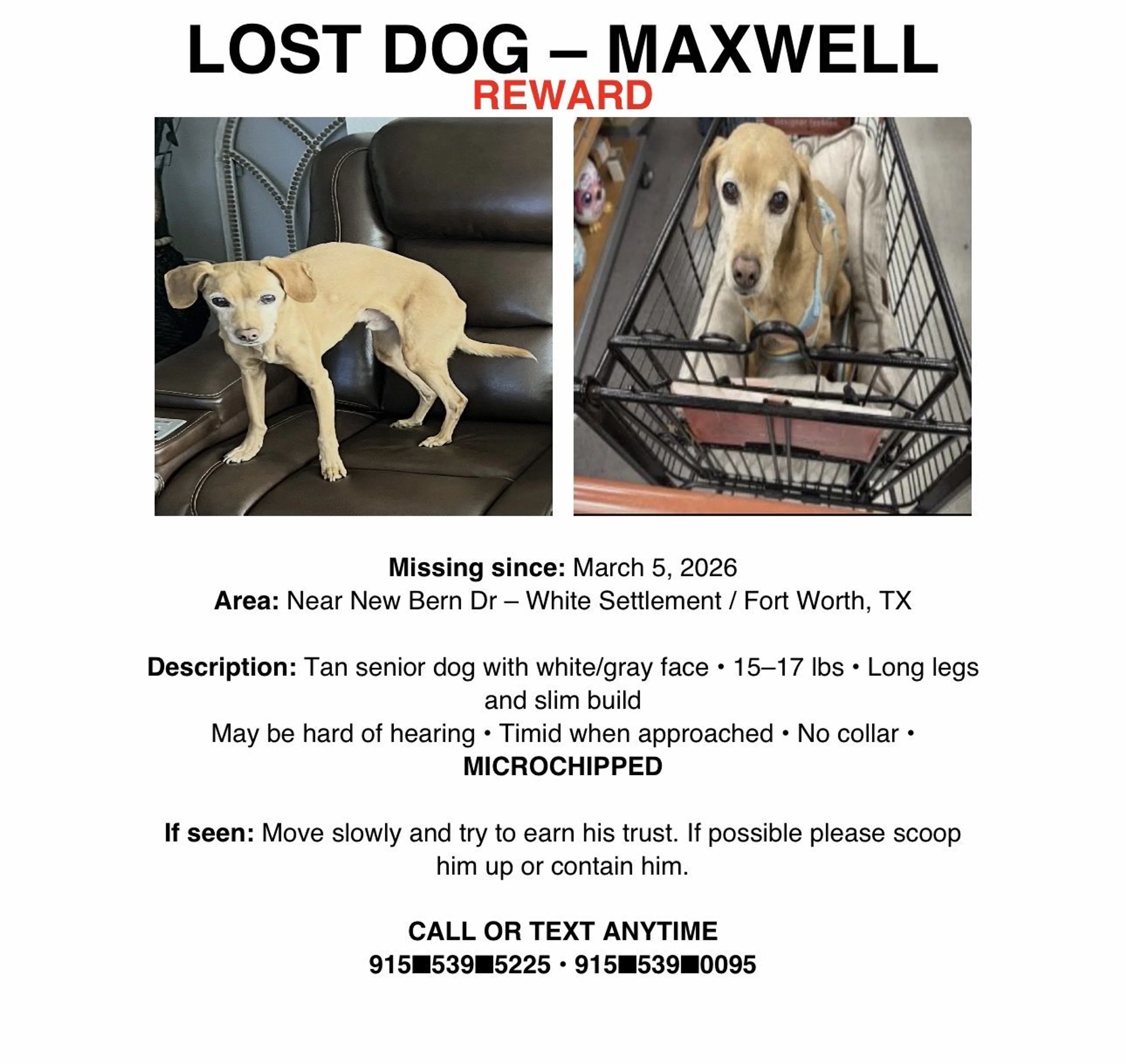 Lost pet-1