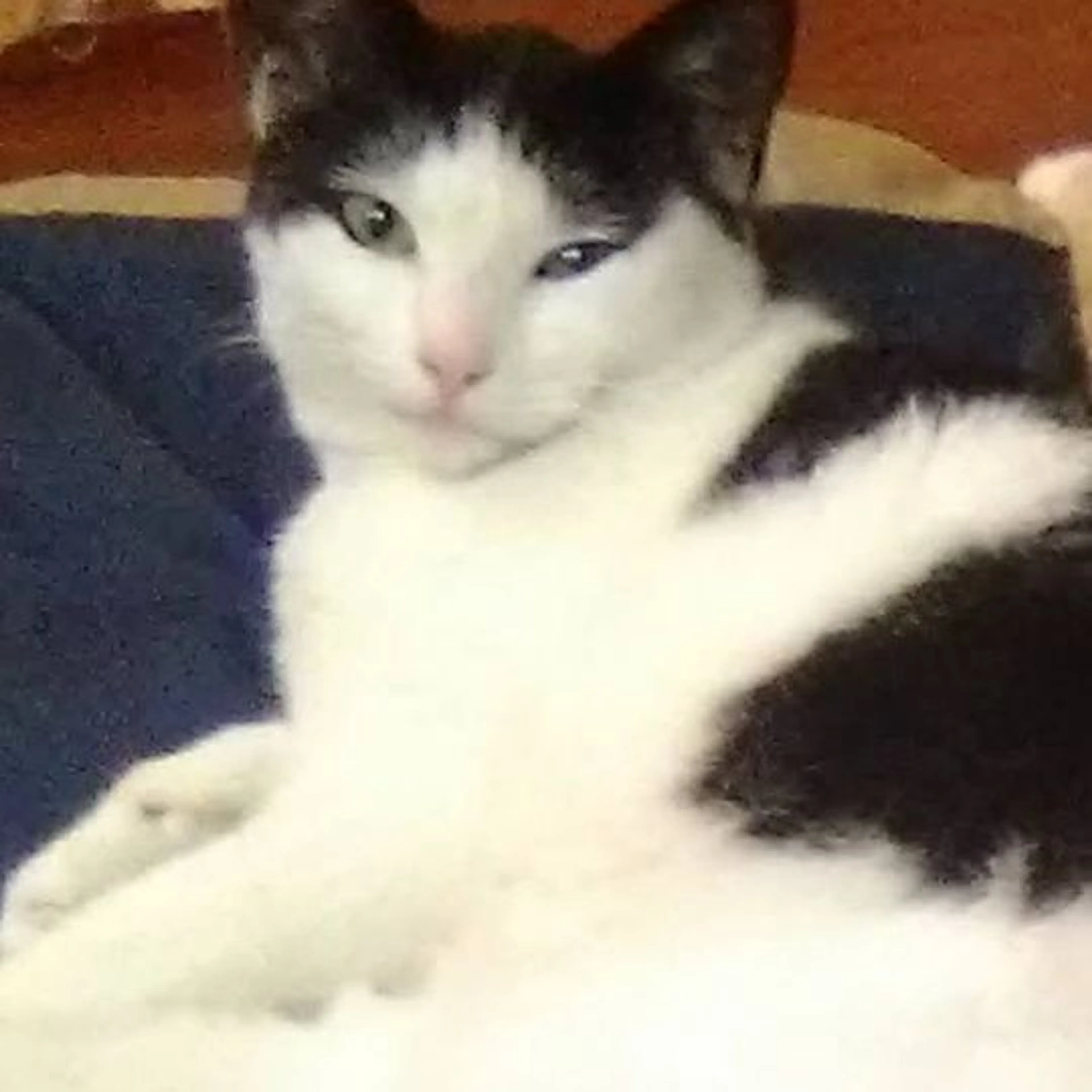 Lost pet