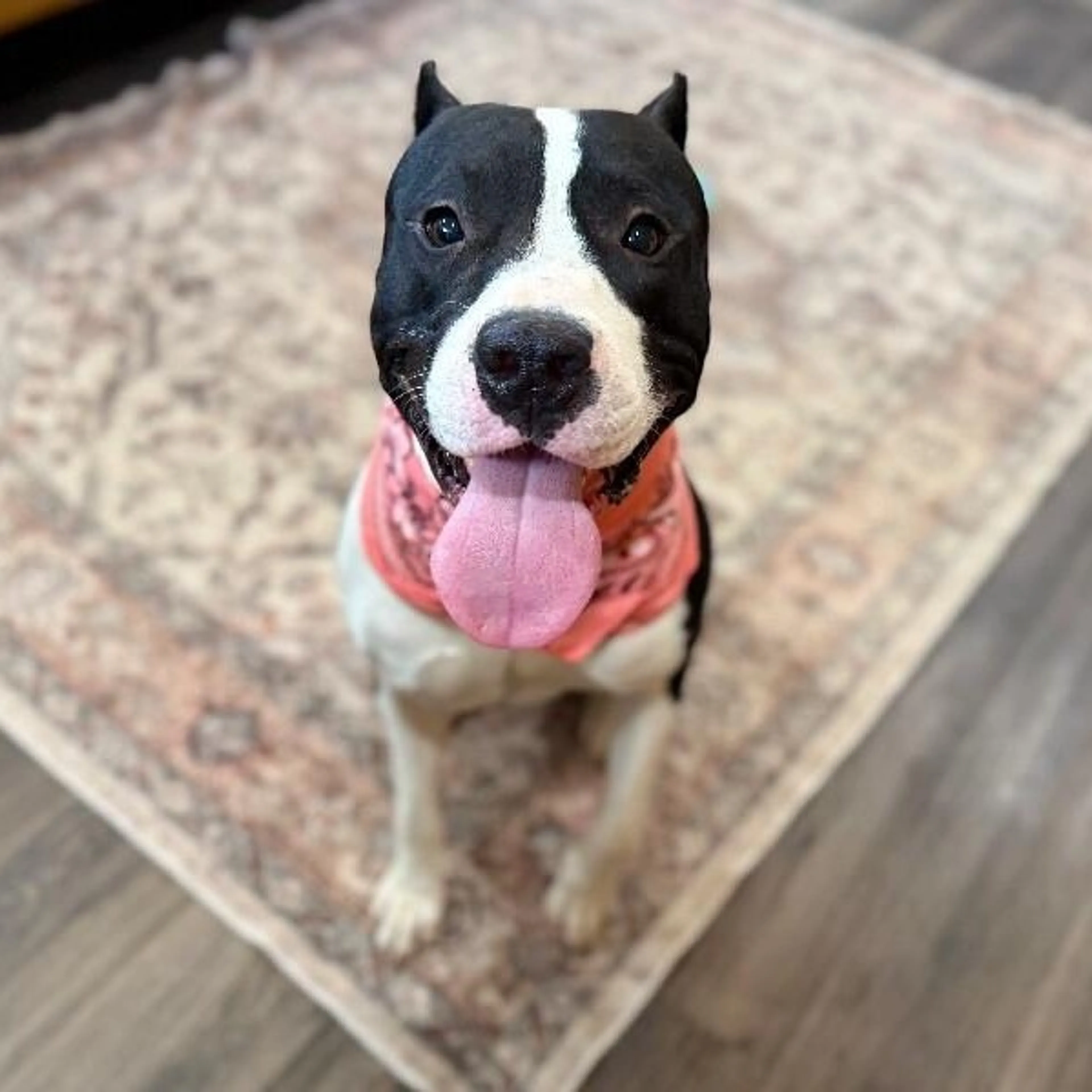 Found pet-2