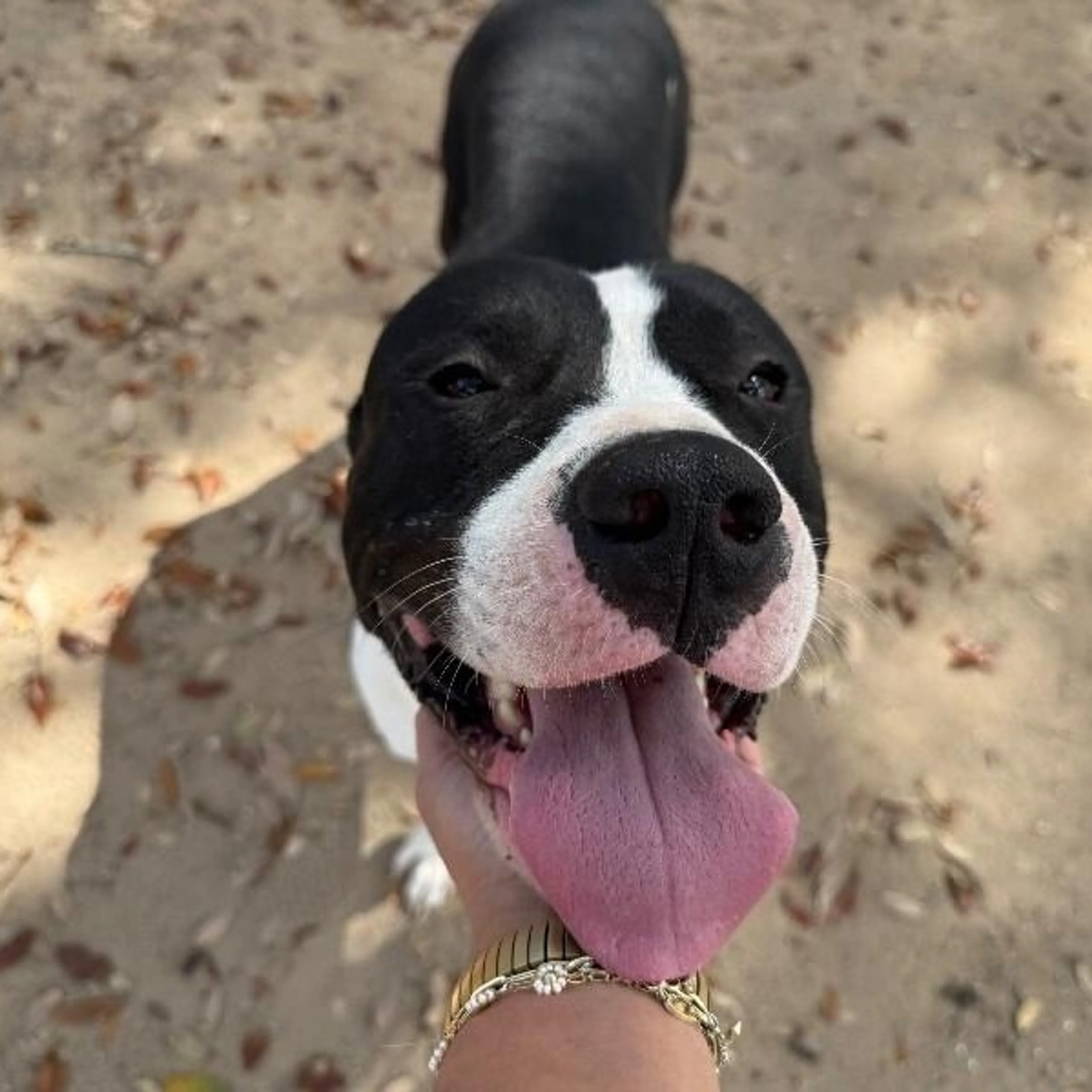 Found pet-3