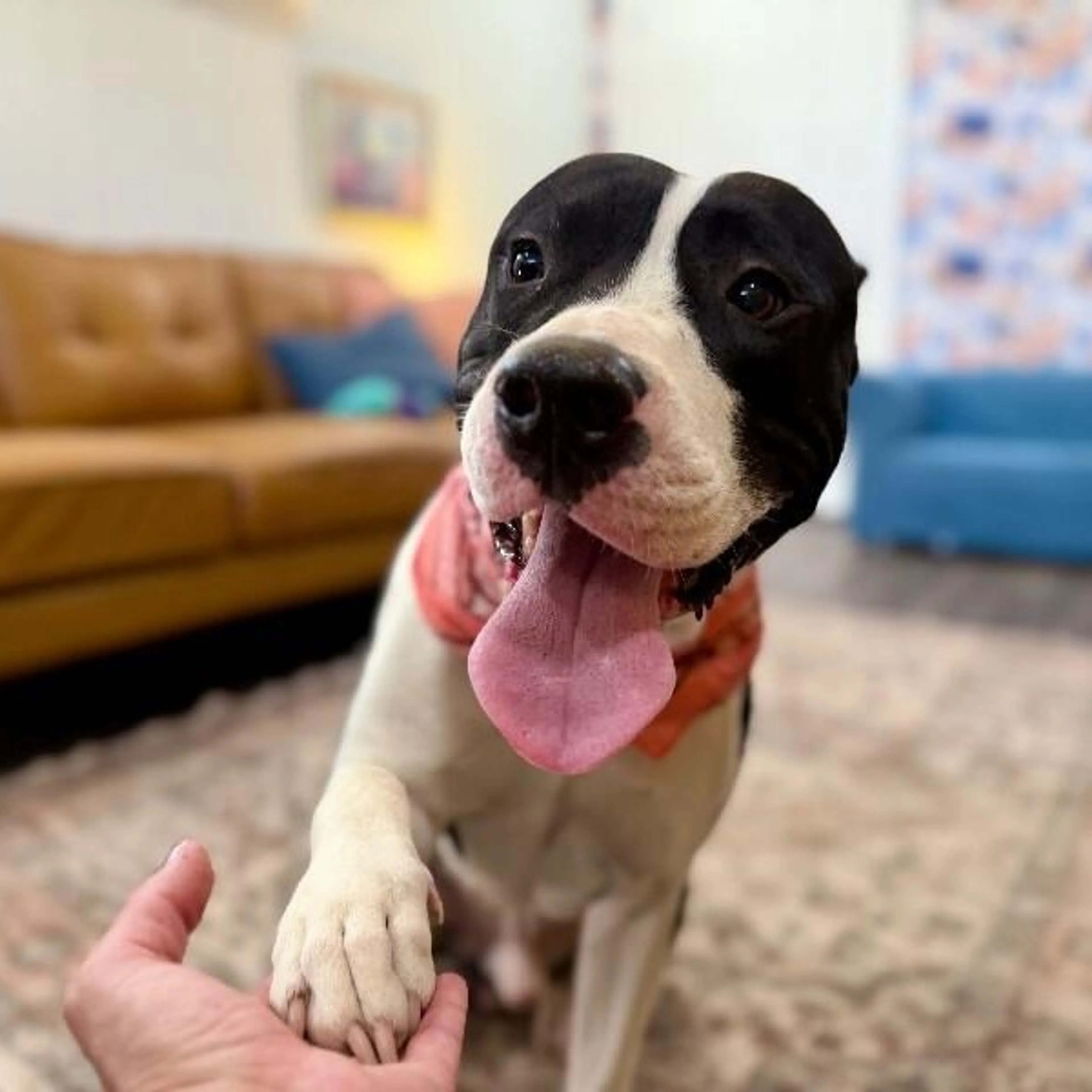 Found pet-4