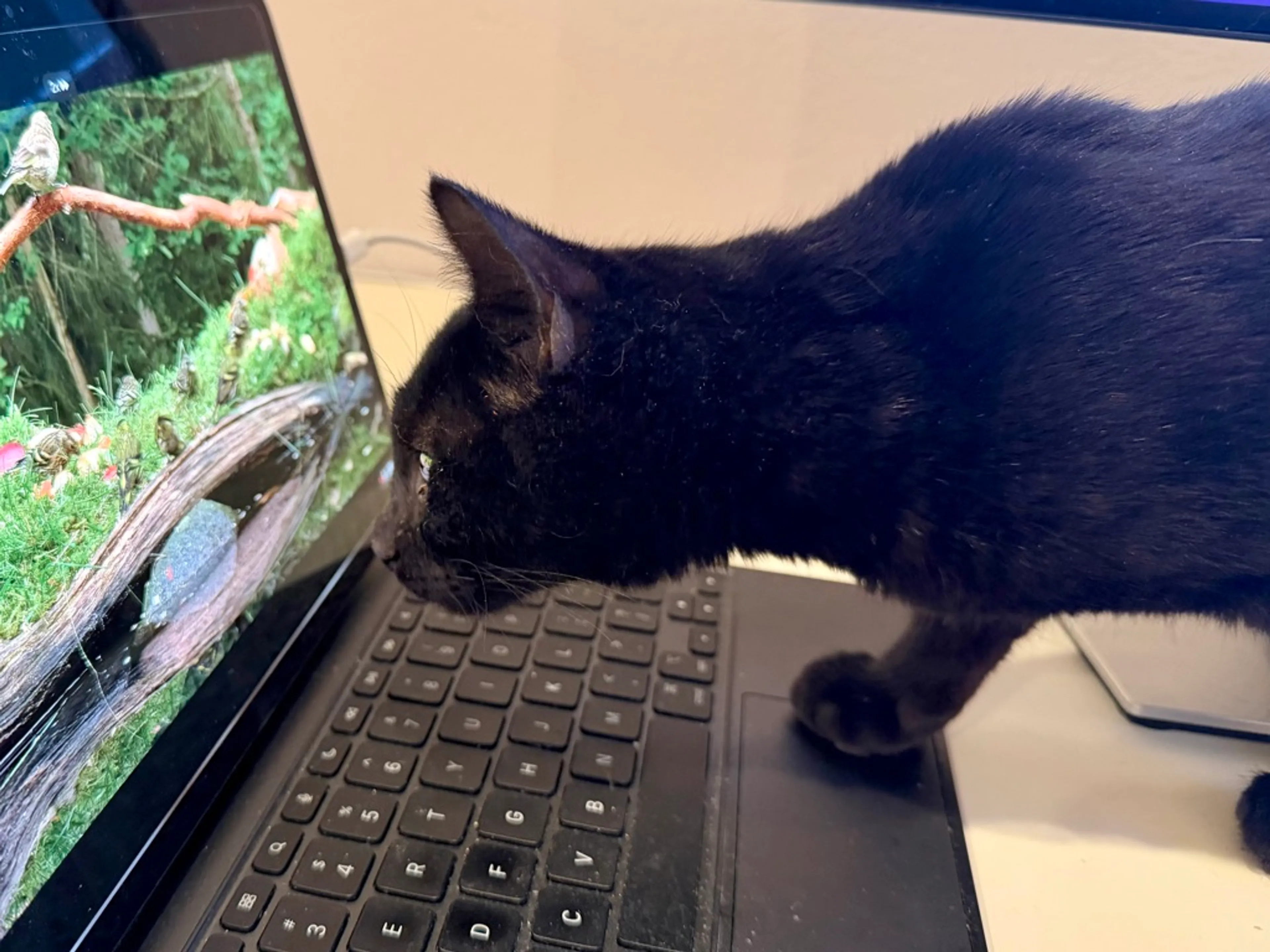 Found pet-3