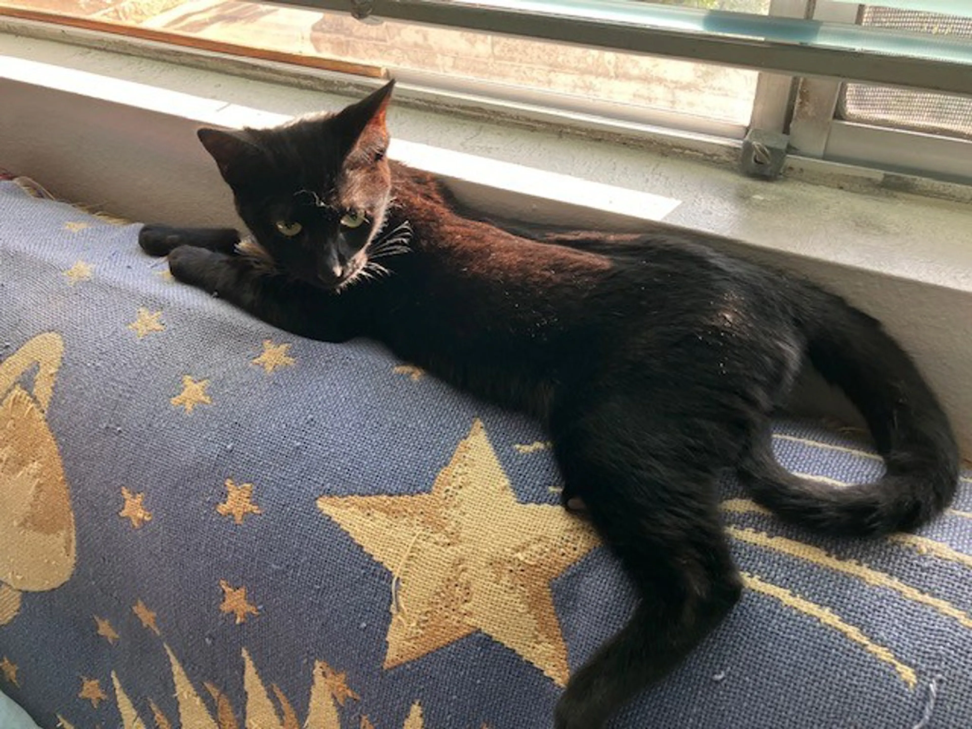 Found pet-1