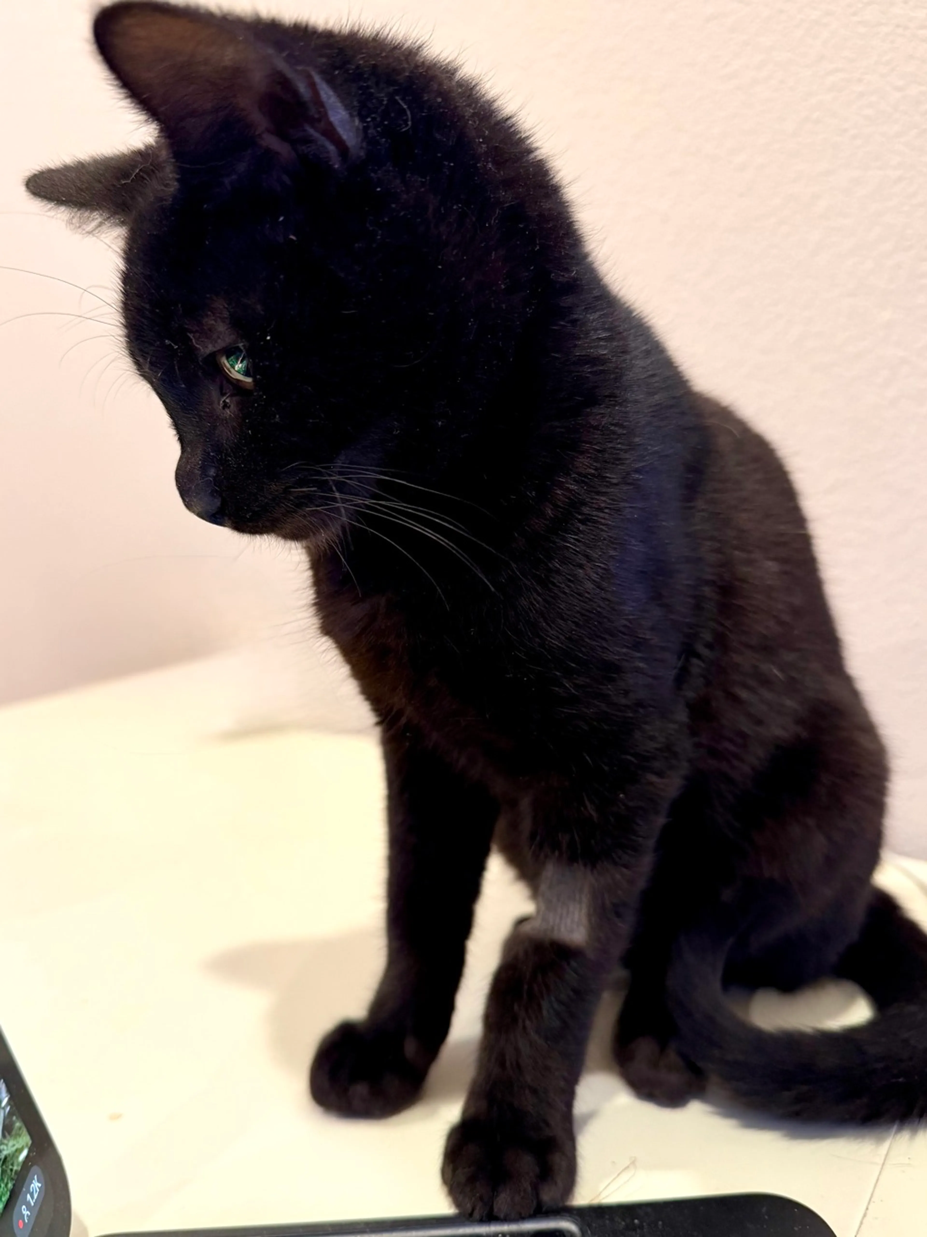 Found pet-2