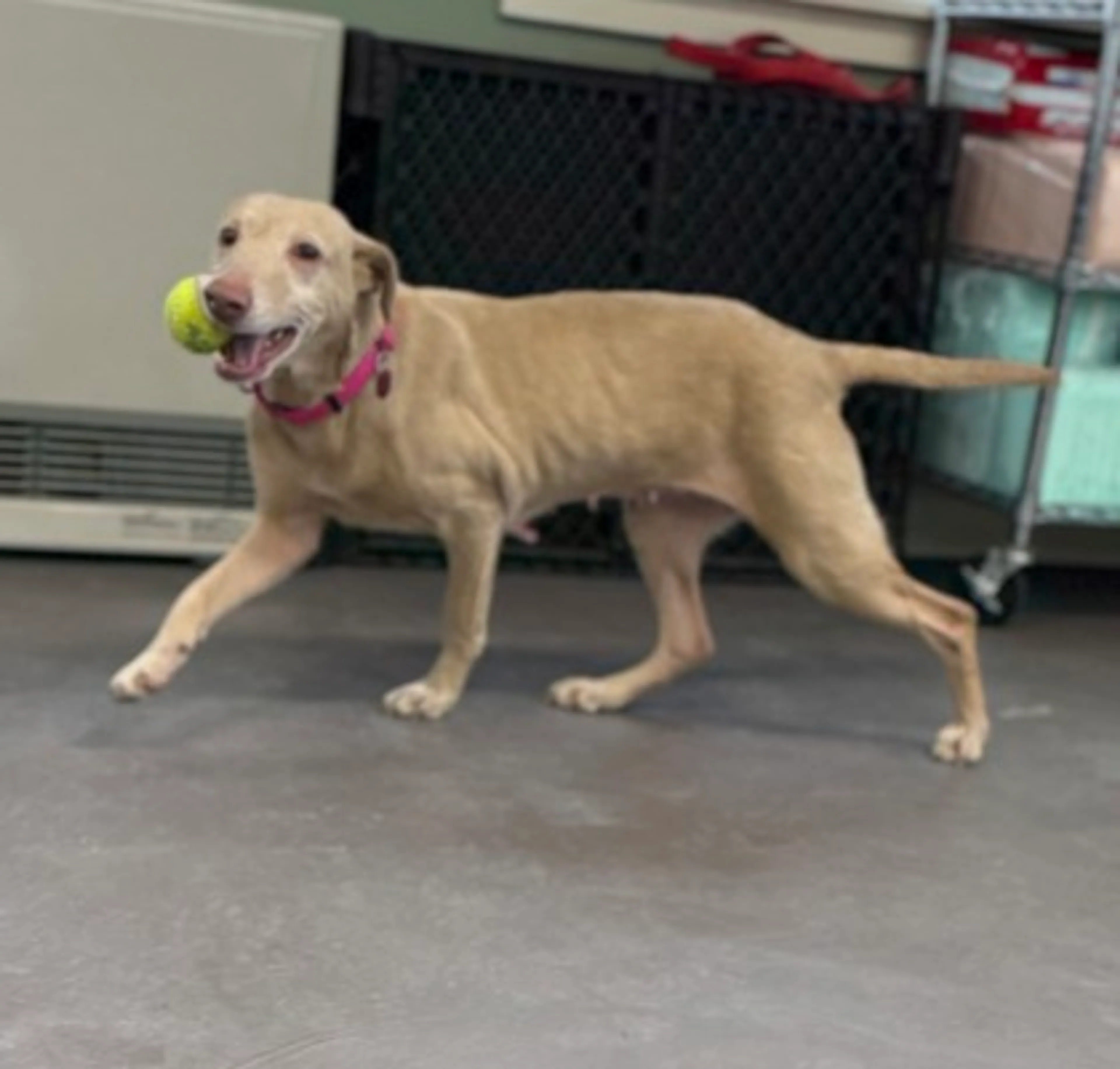 Found pet-2