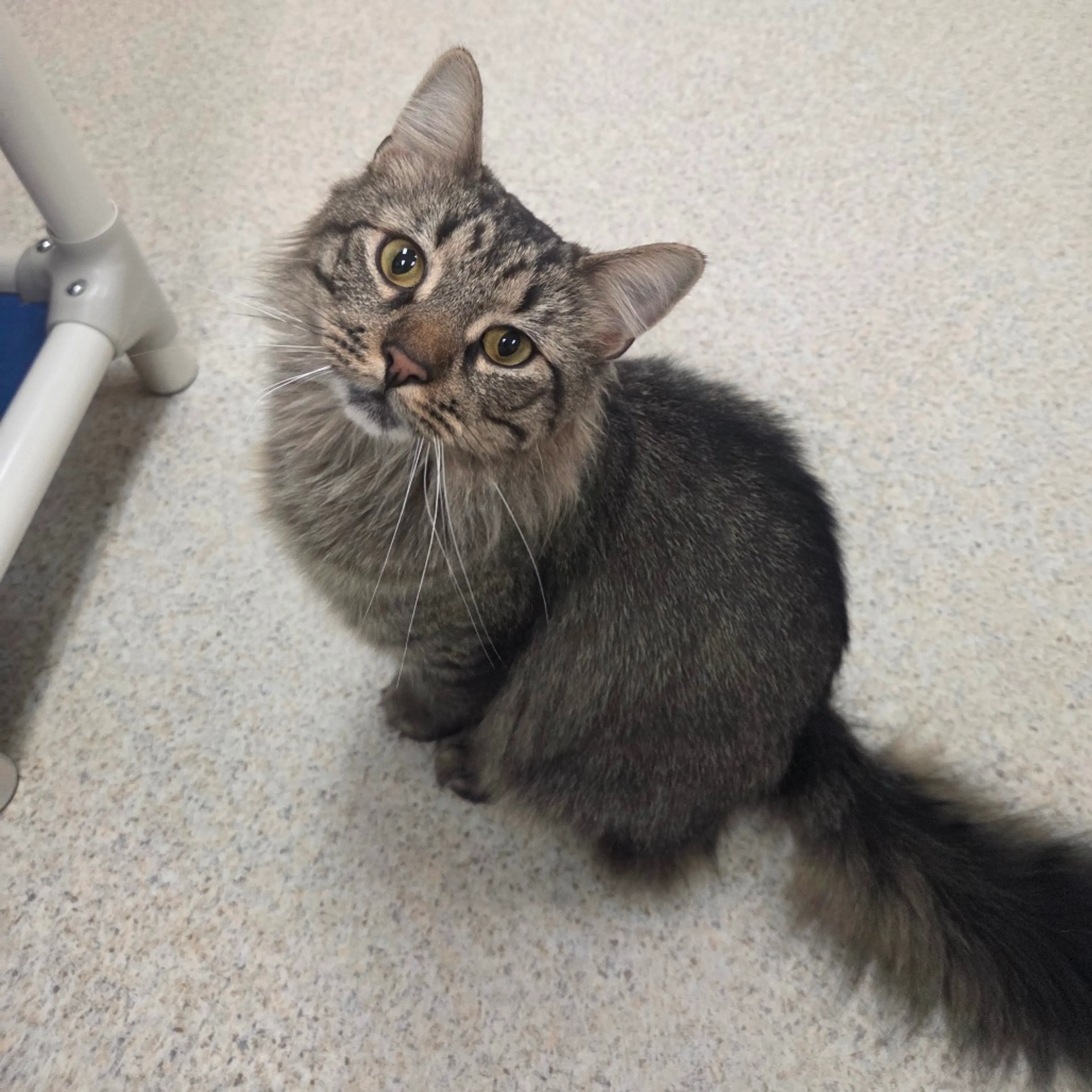 Found pet-2