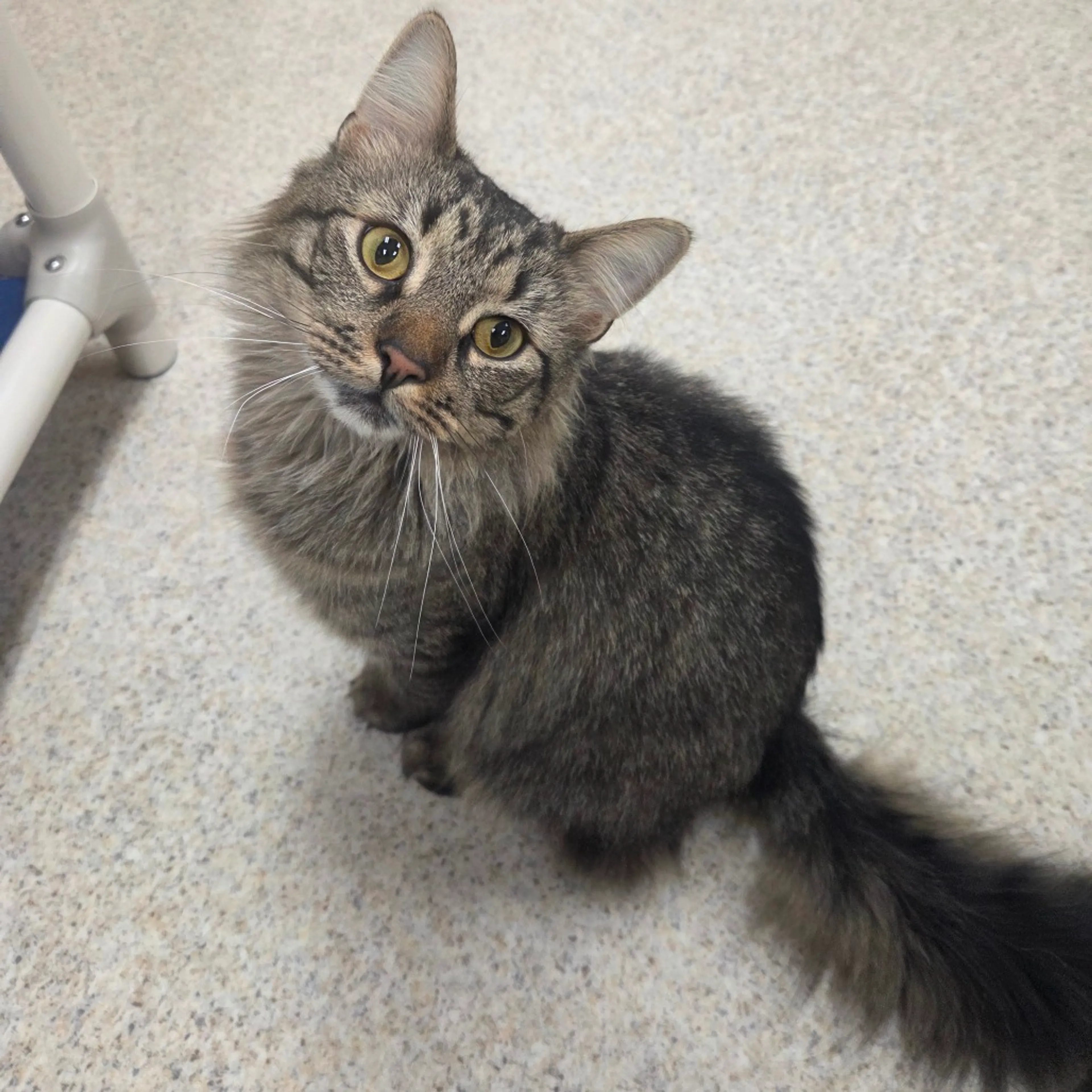 Found pet-3