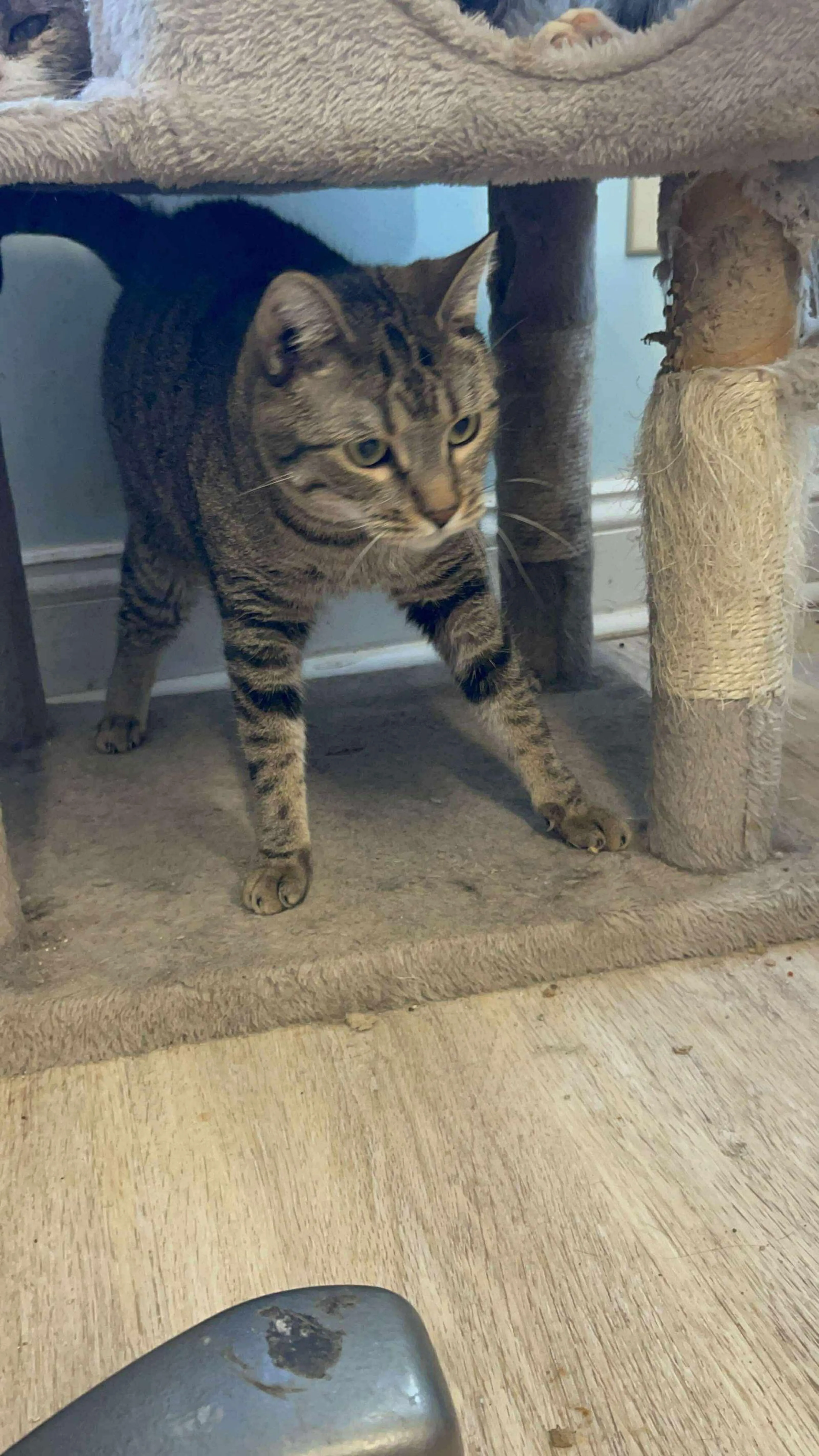 Found pet-1