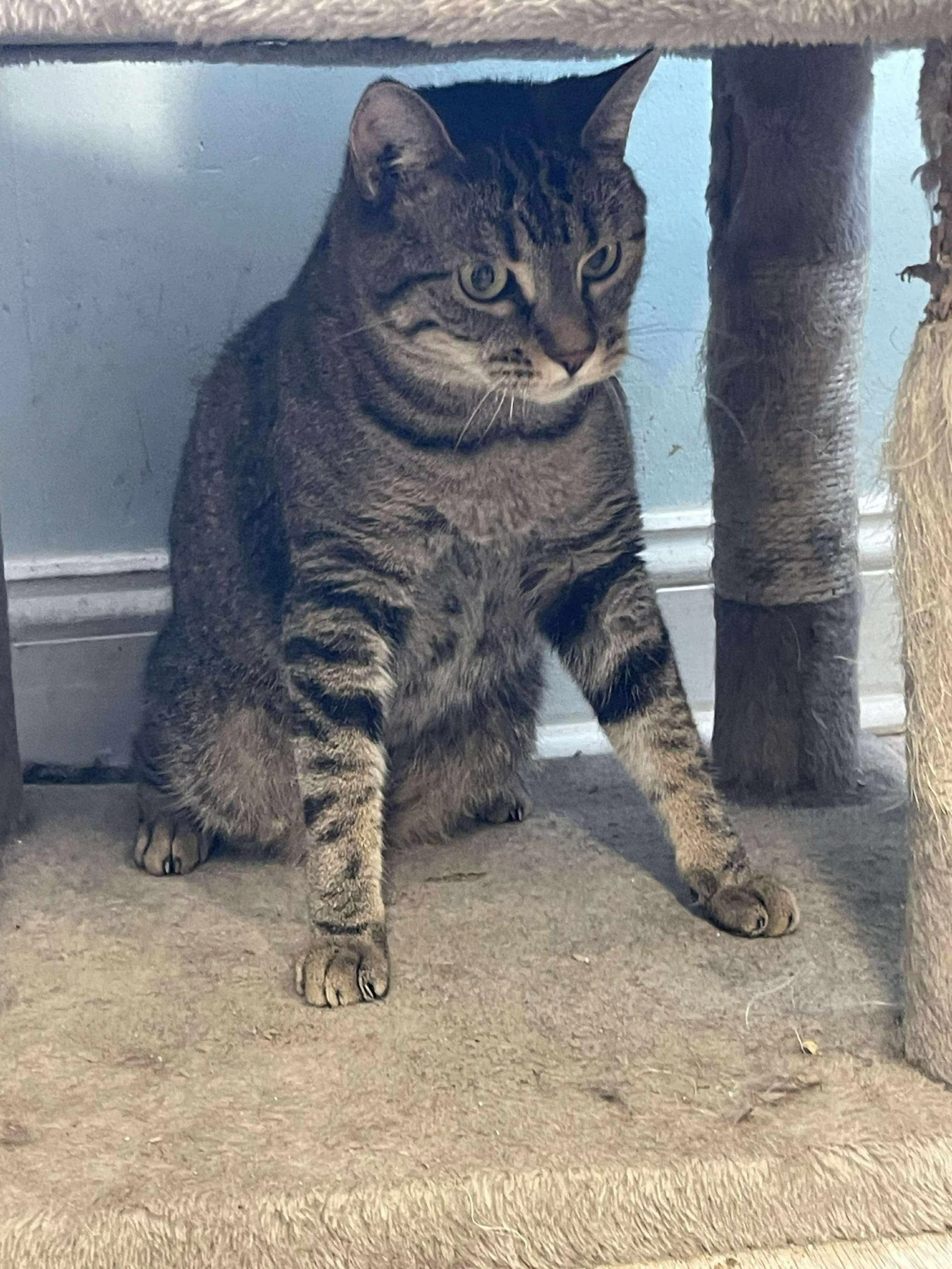 Found pet-0
