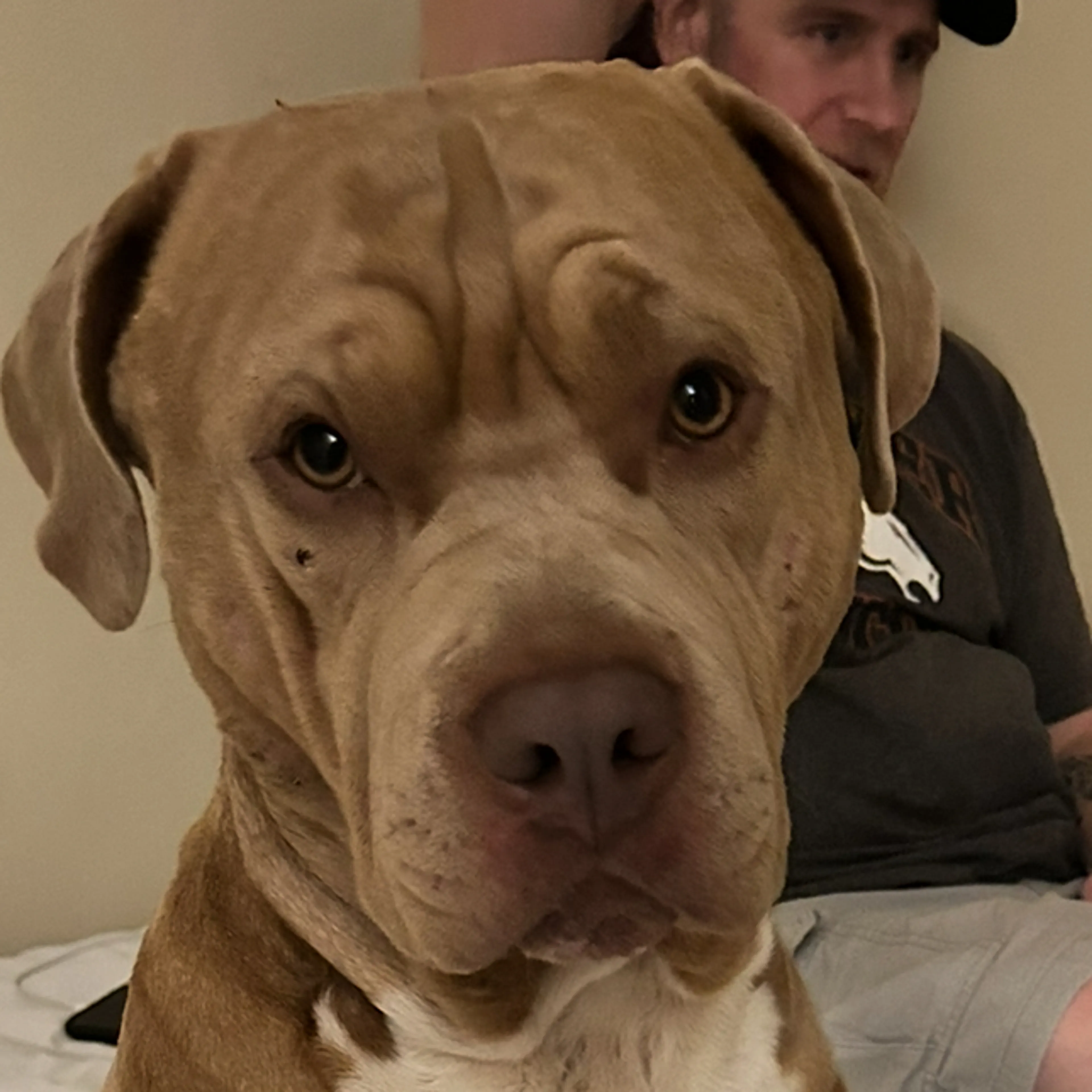 Lost pet-1
