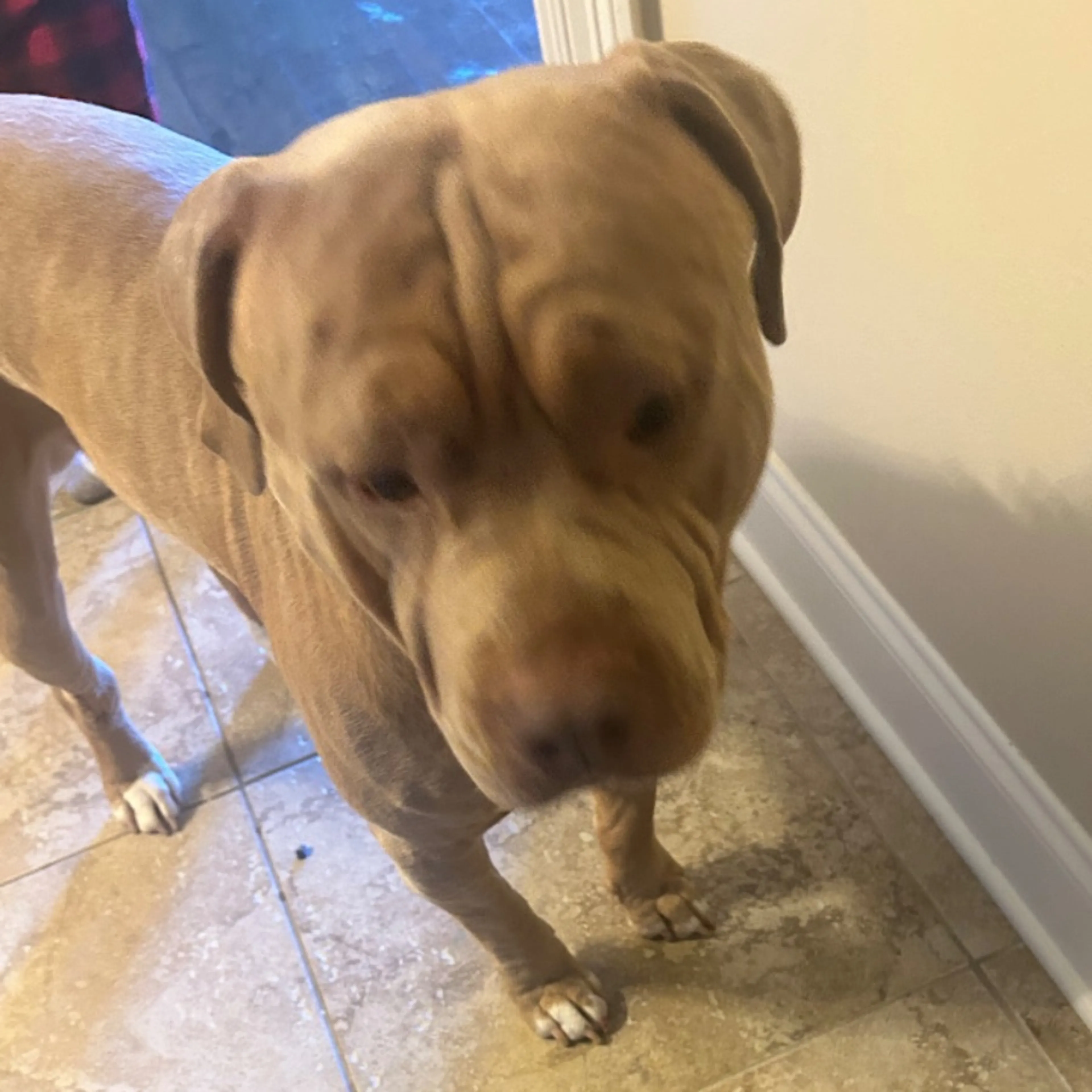 Lost pet-0