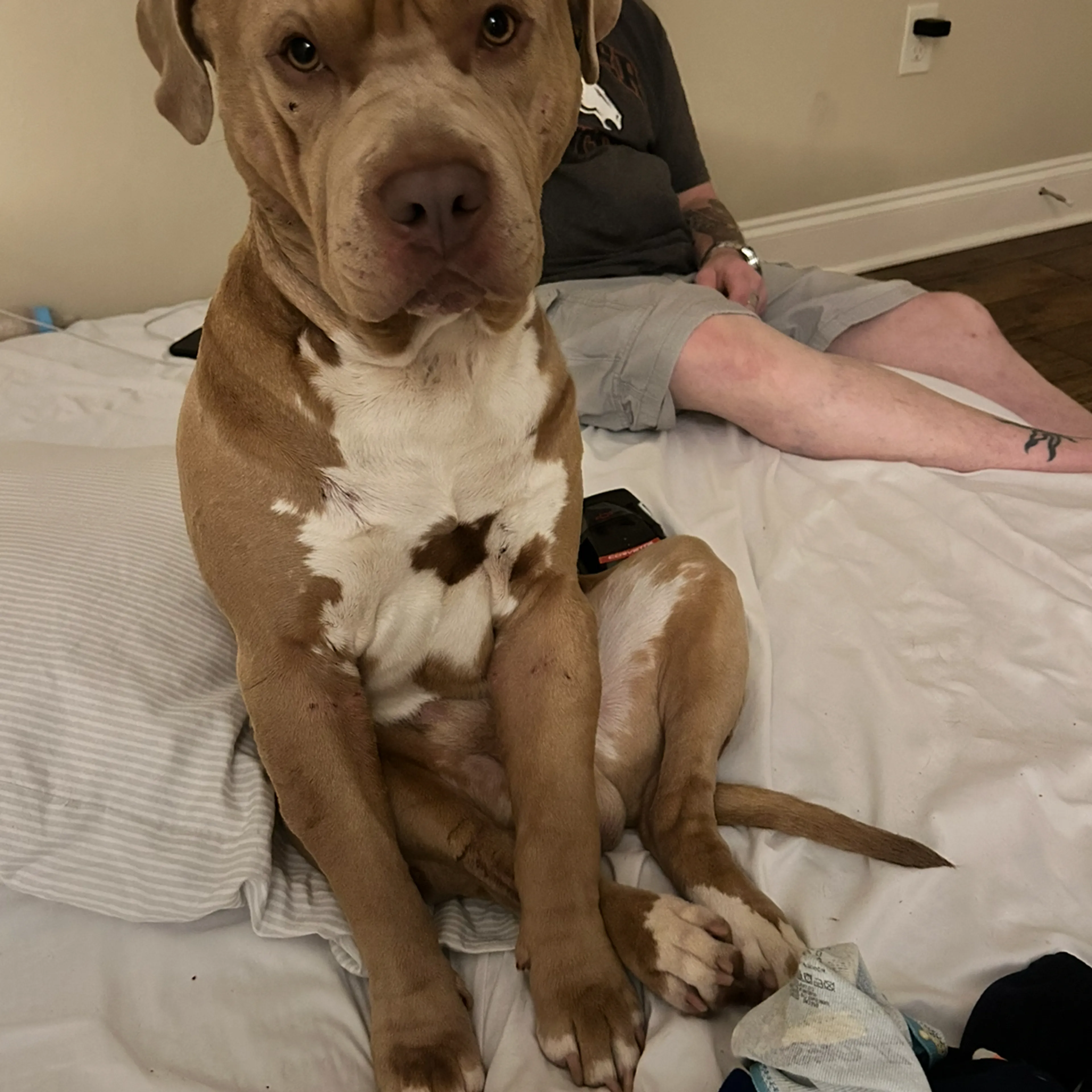 Lost pet-2