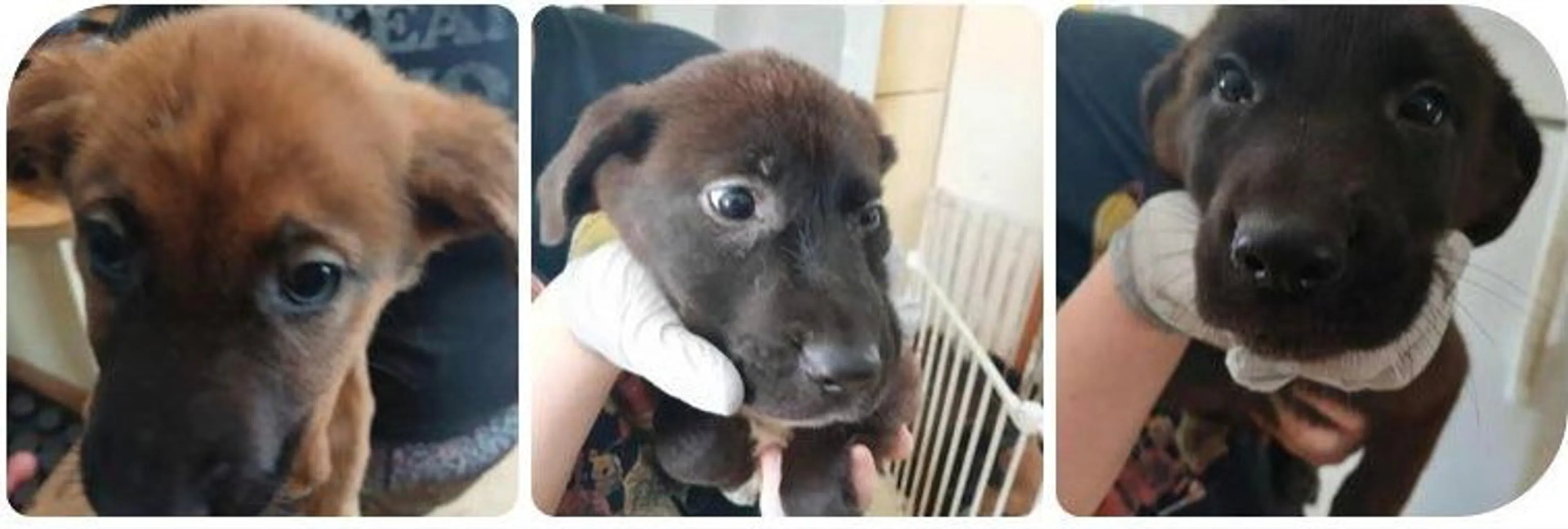 Found pet-1
