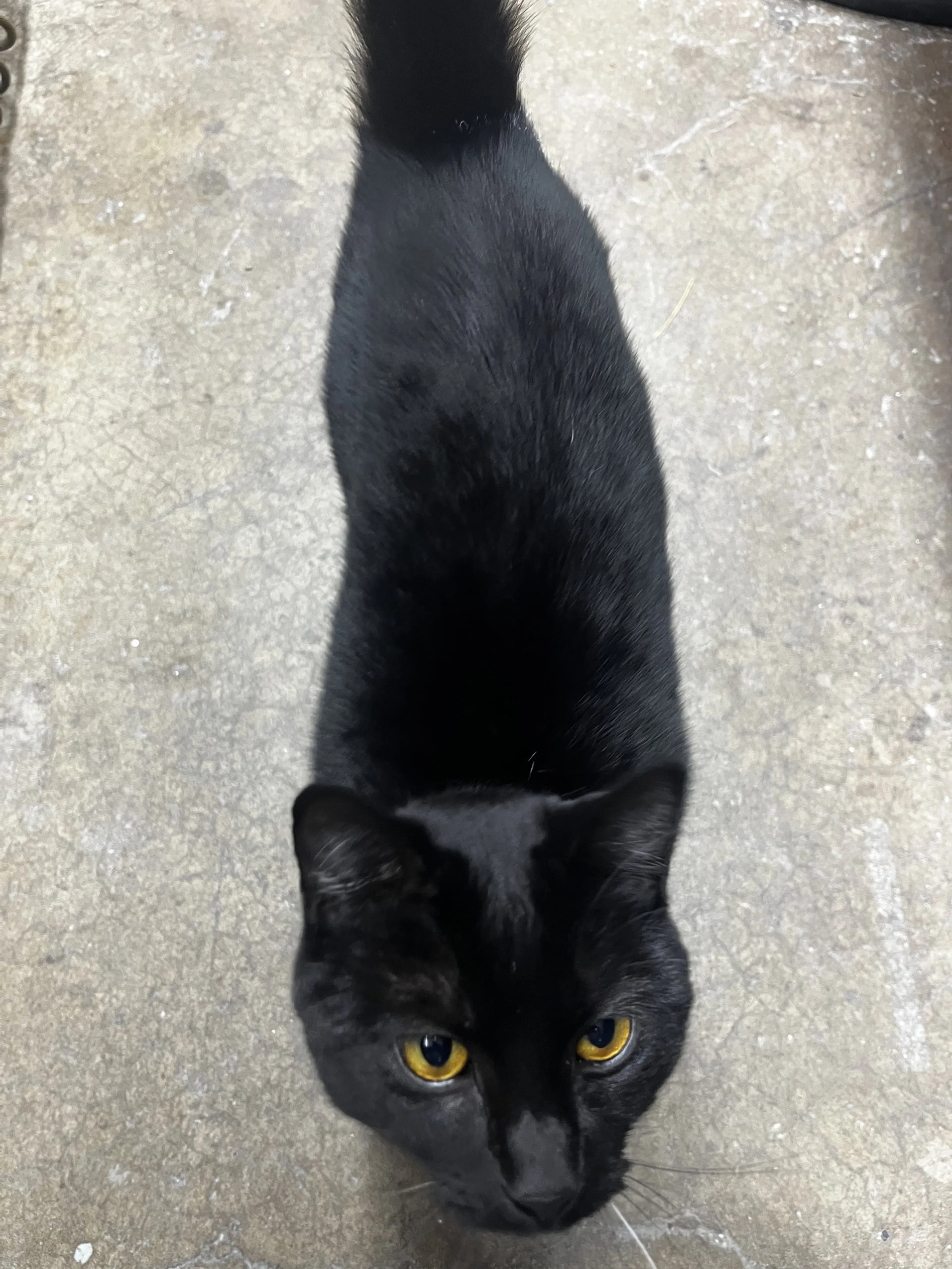 Found pet-1