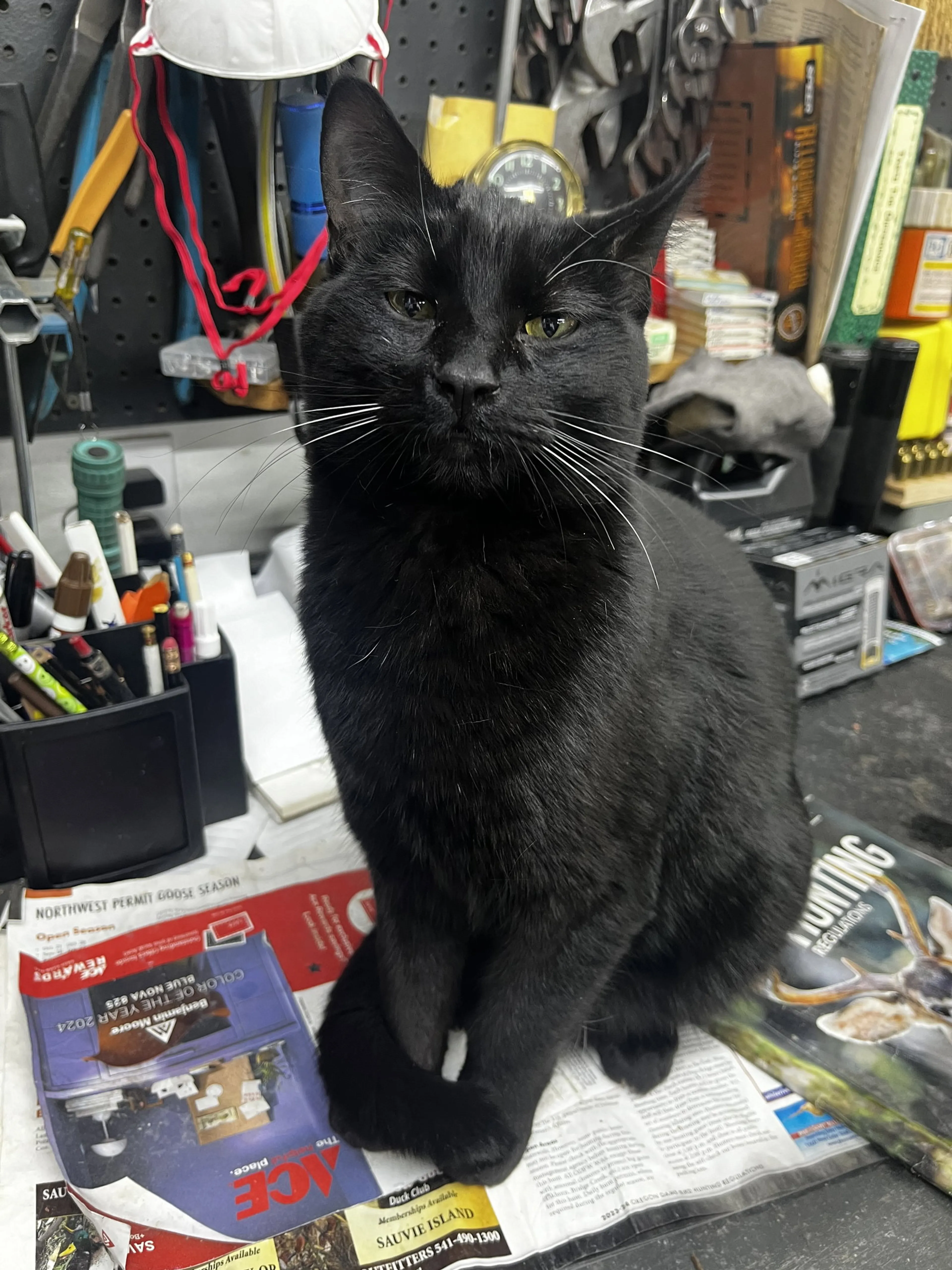 Found pet-0