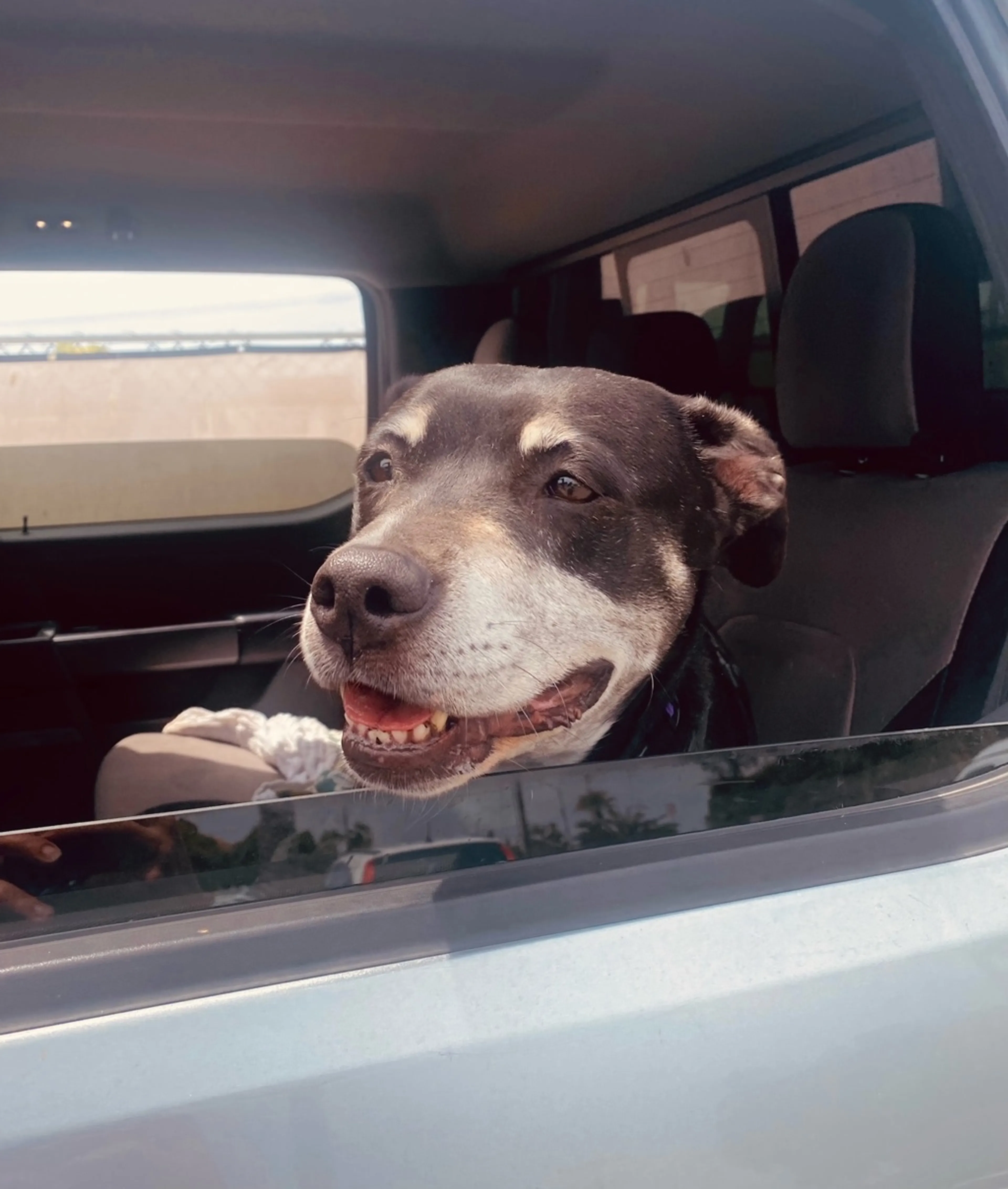 Found pet-3