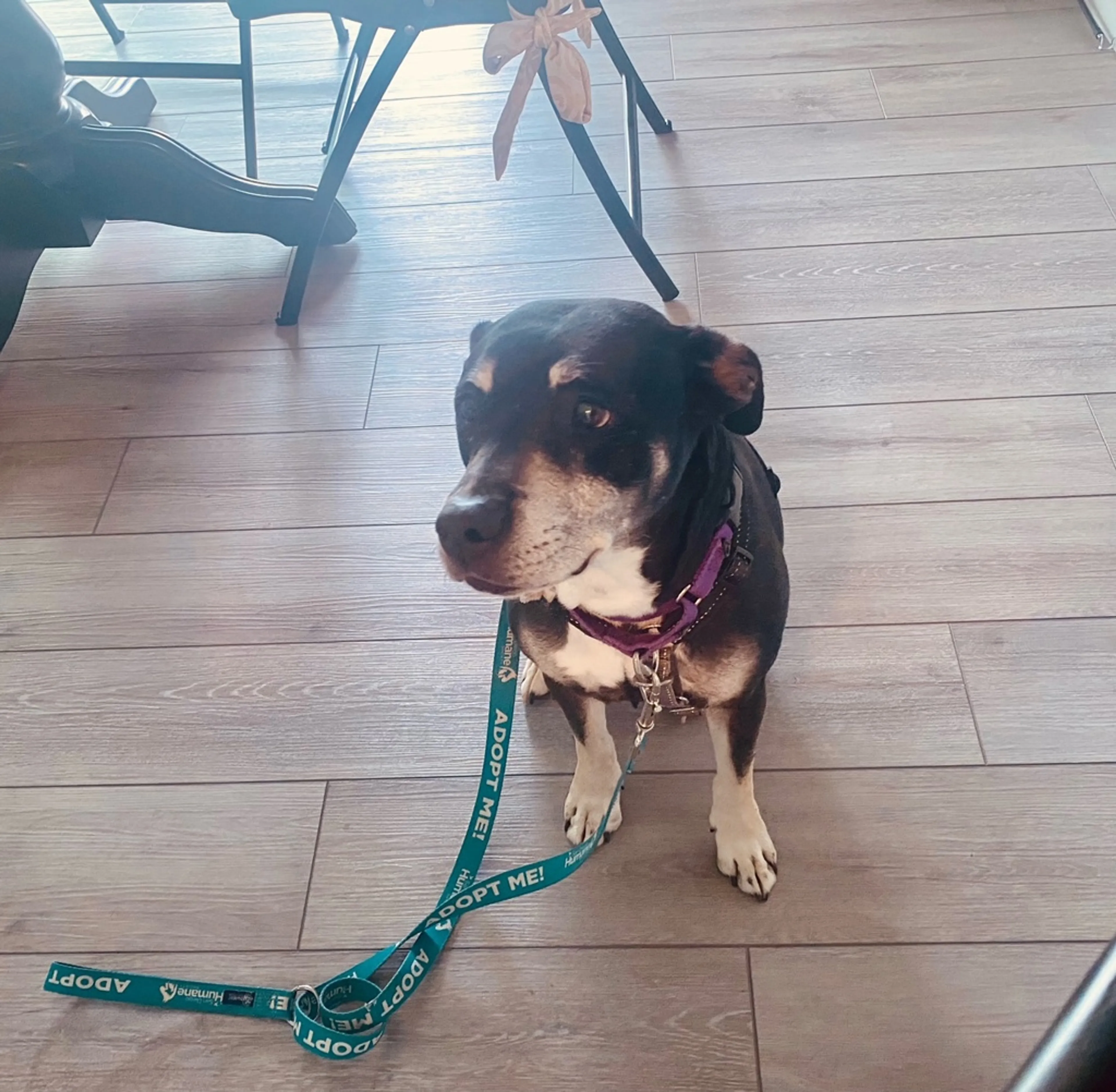 Found pet-6