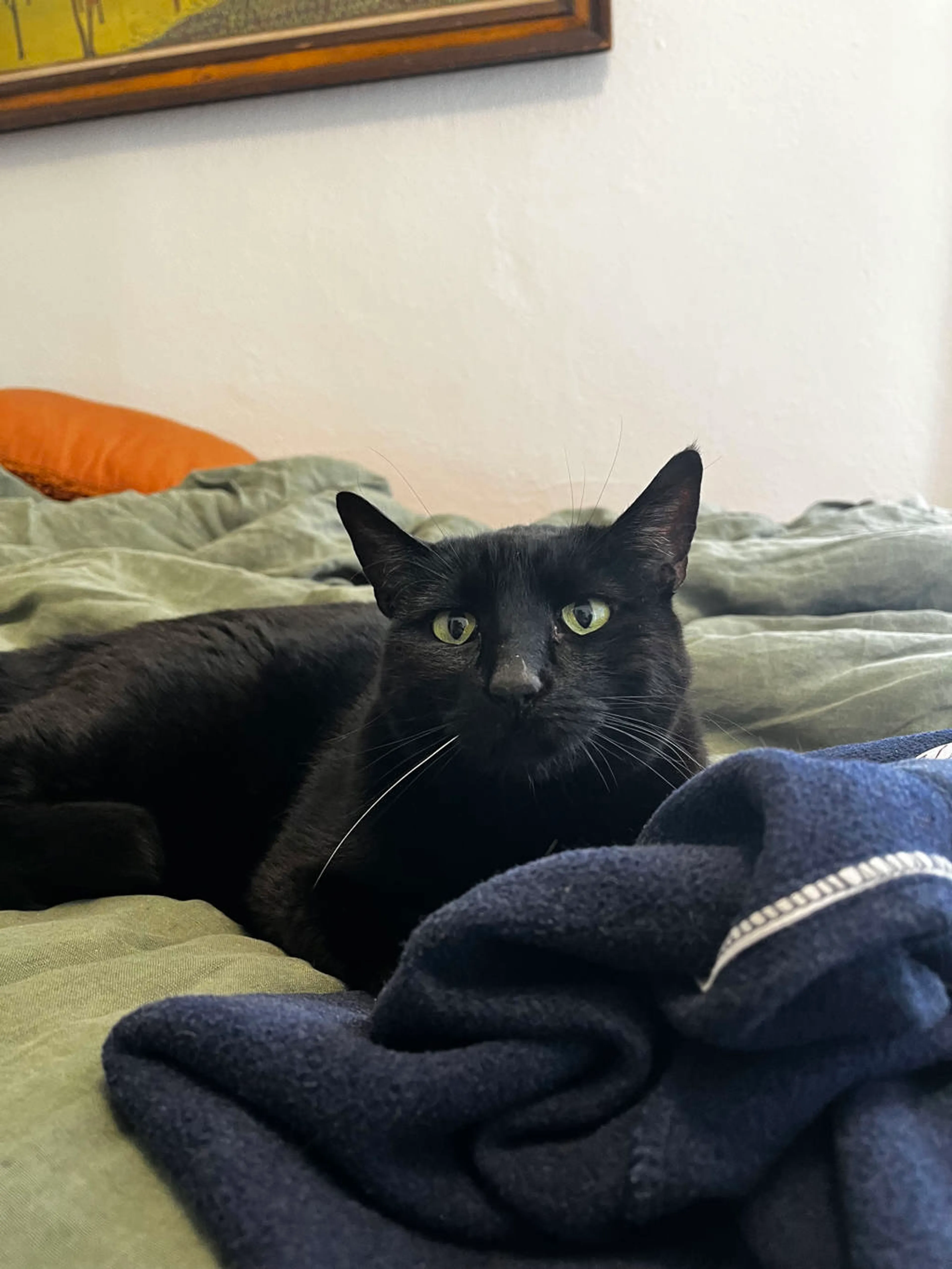 Found pet-1