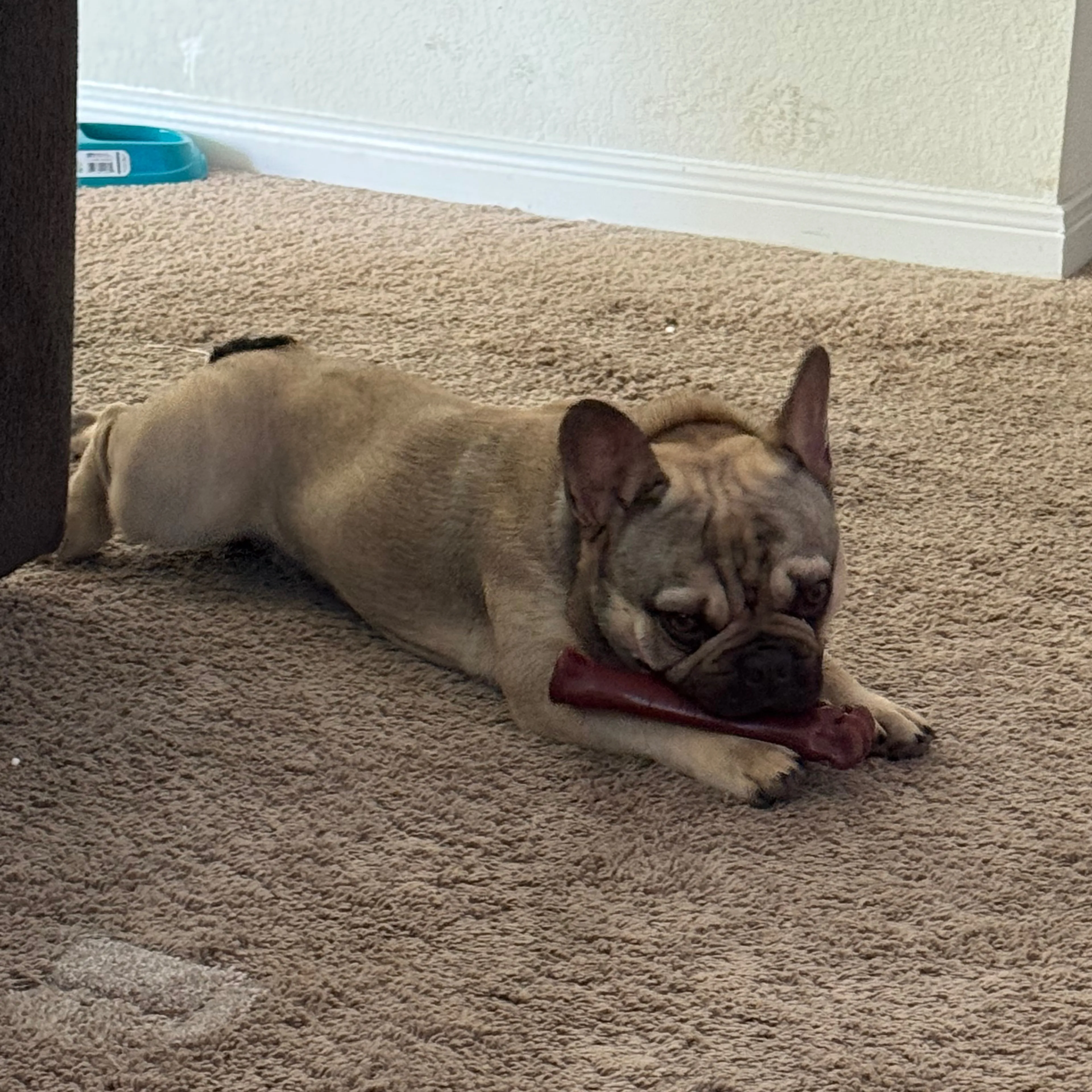 Lost pet-1