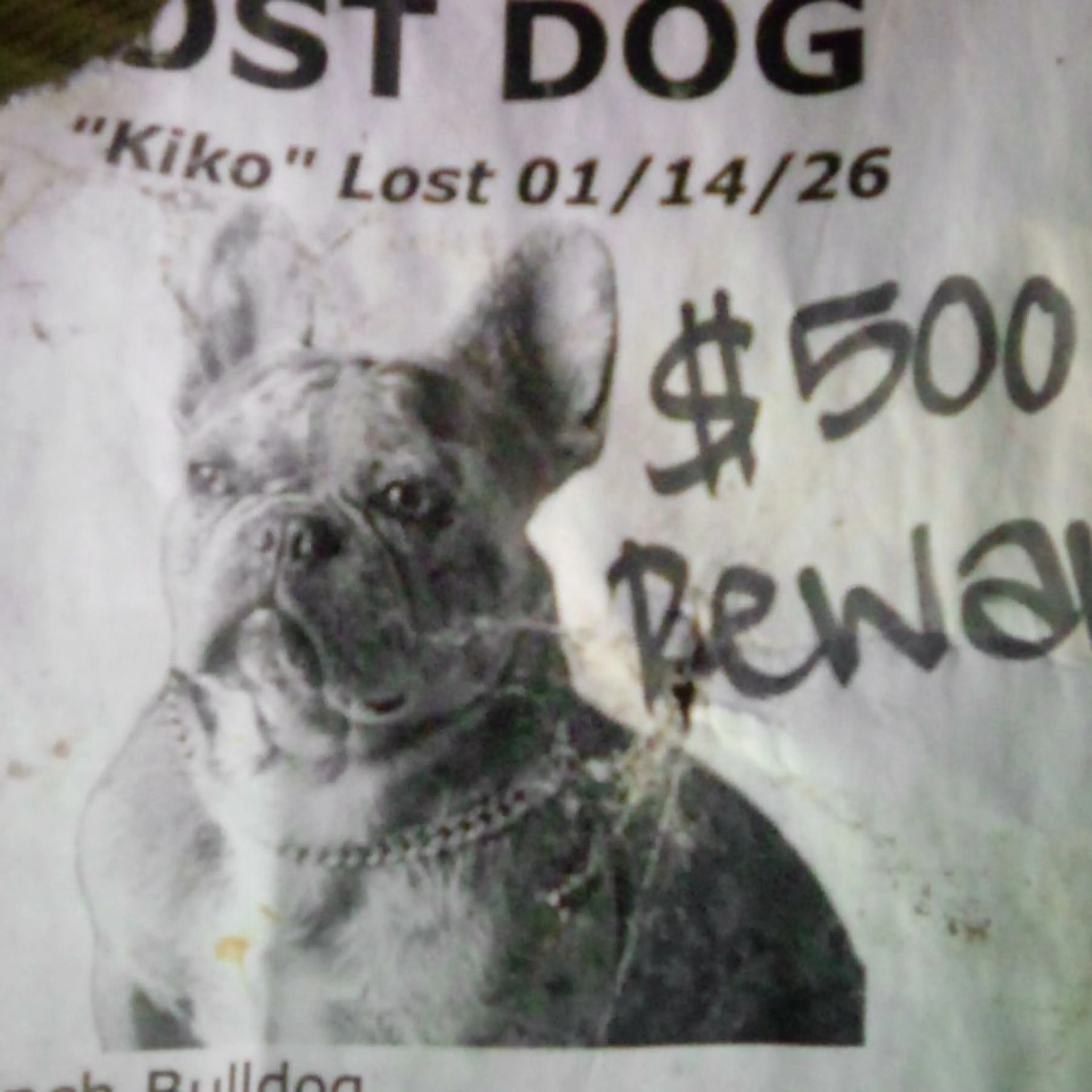 Found pet