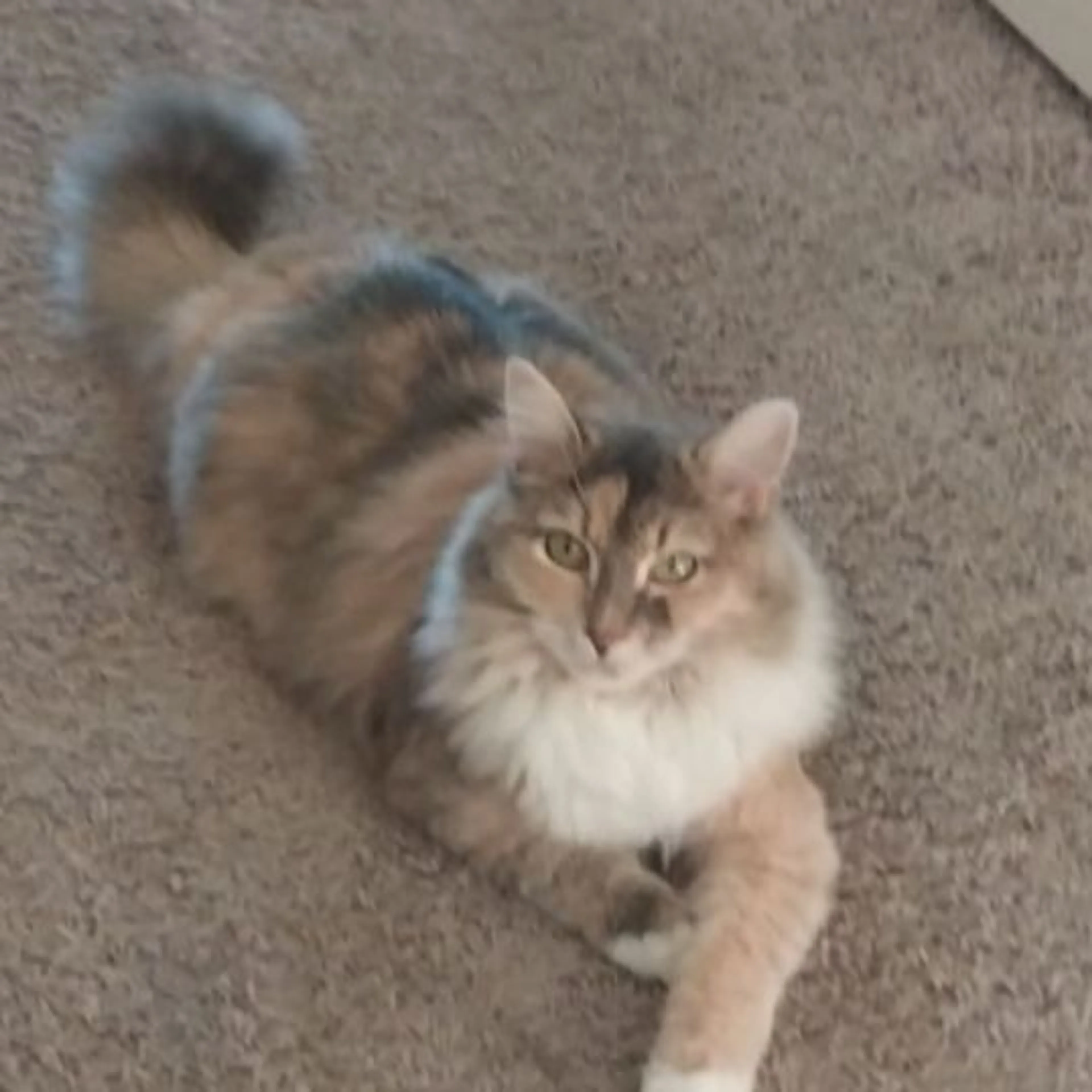 Lost pet-0