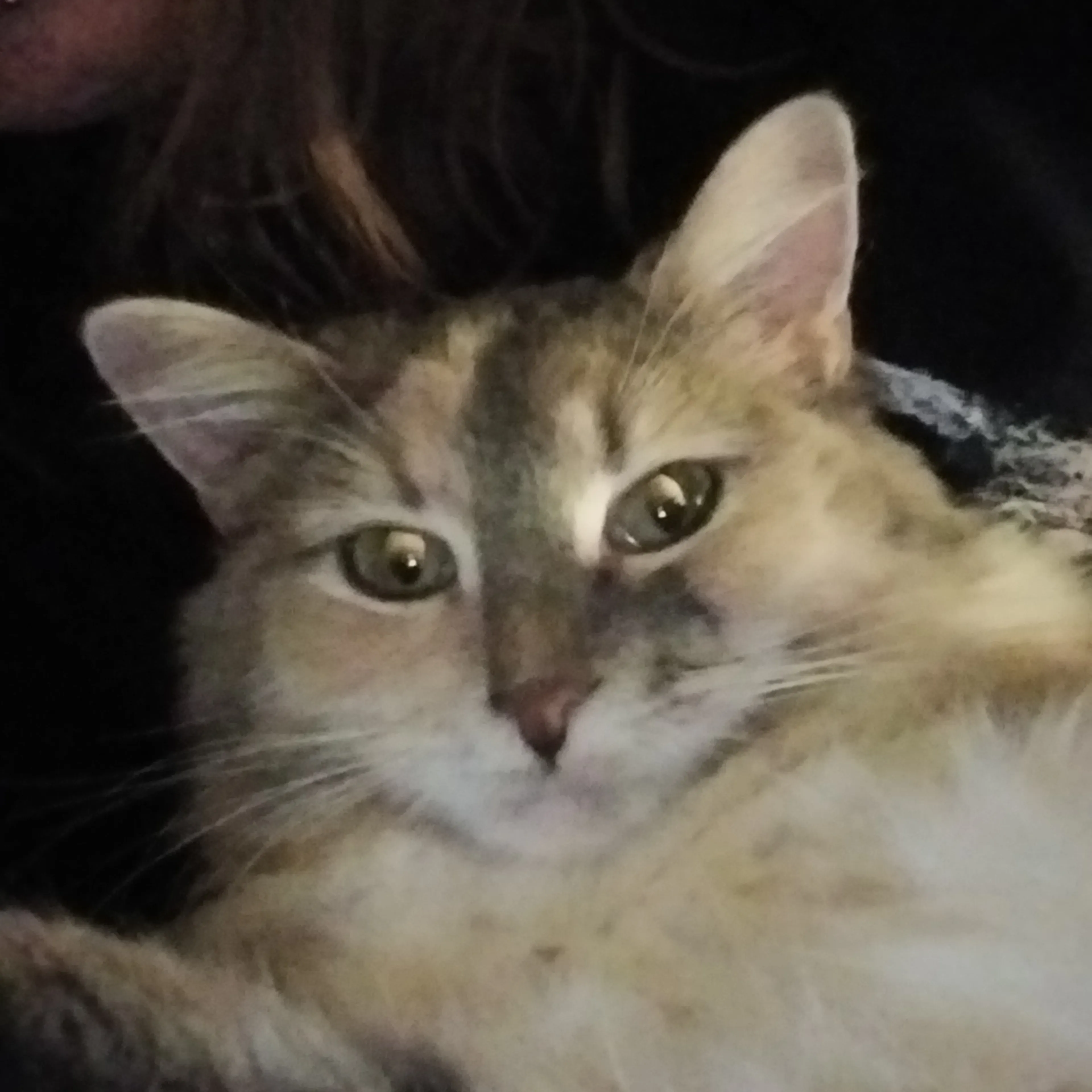Lost pet-2