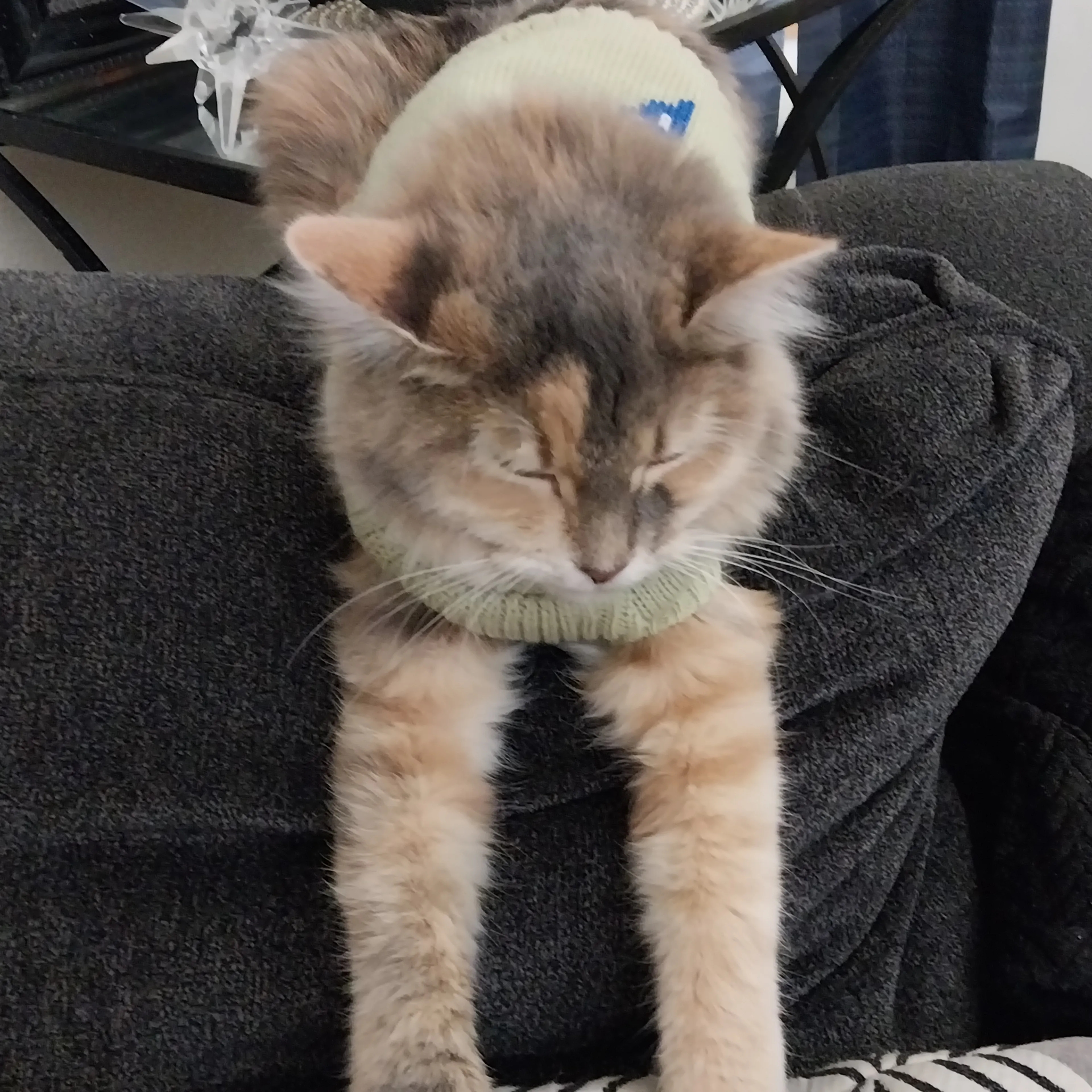 Lost pet-1