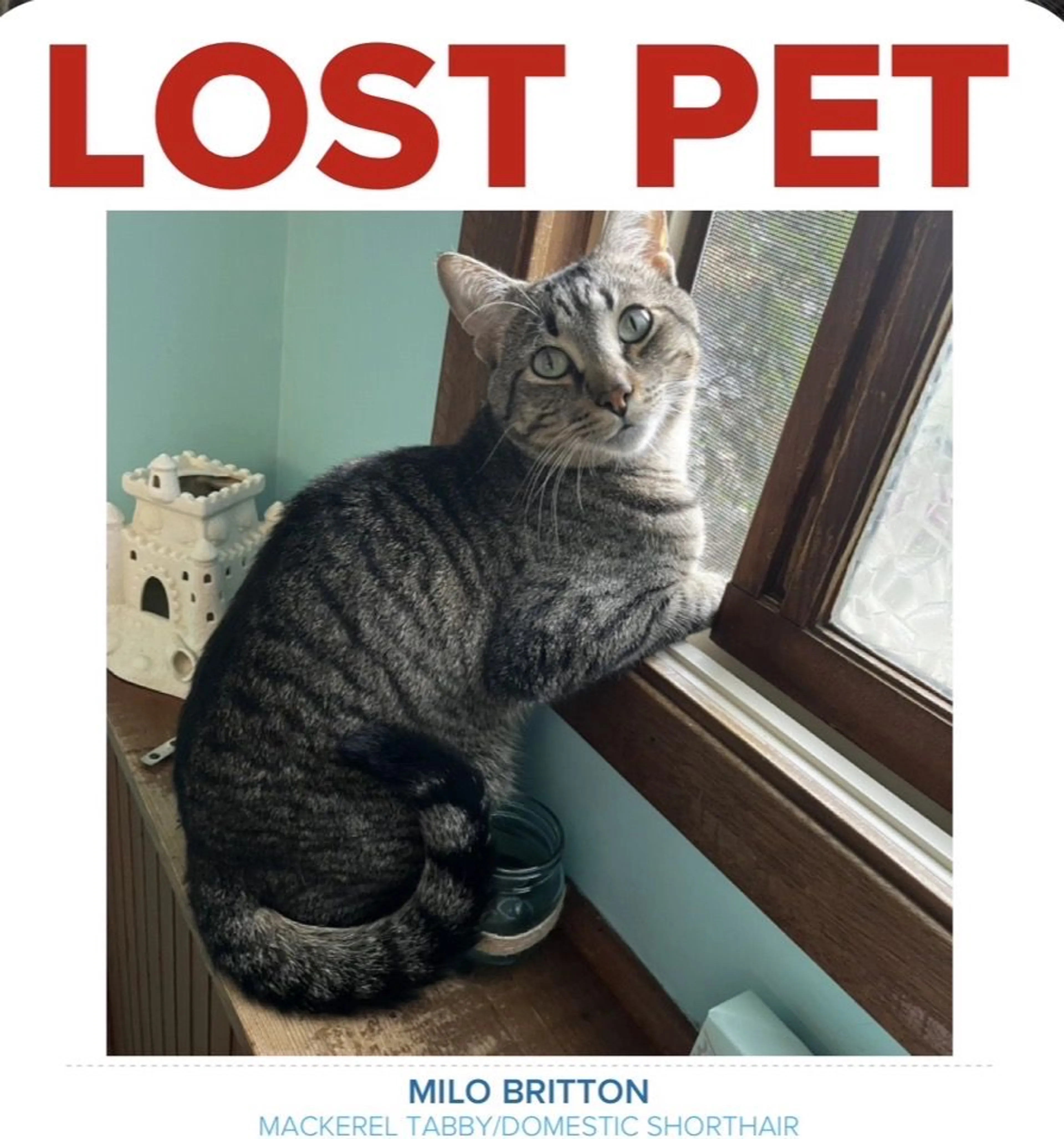 Lost pet-2