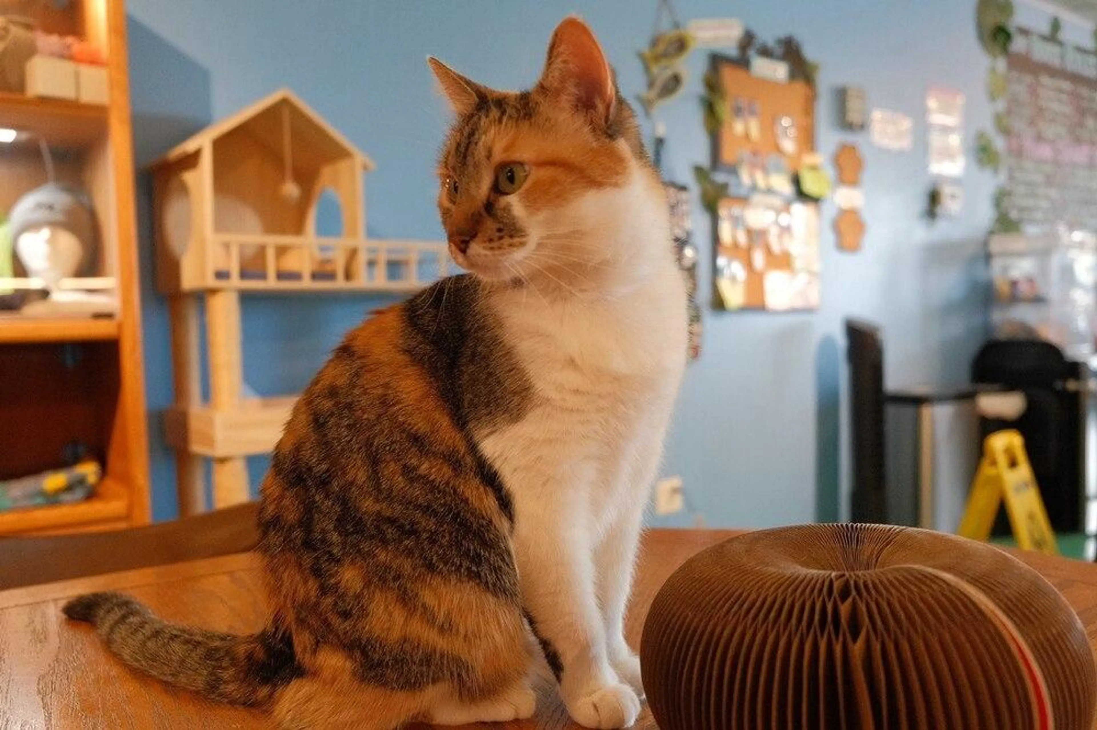 Found pet-0