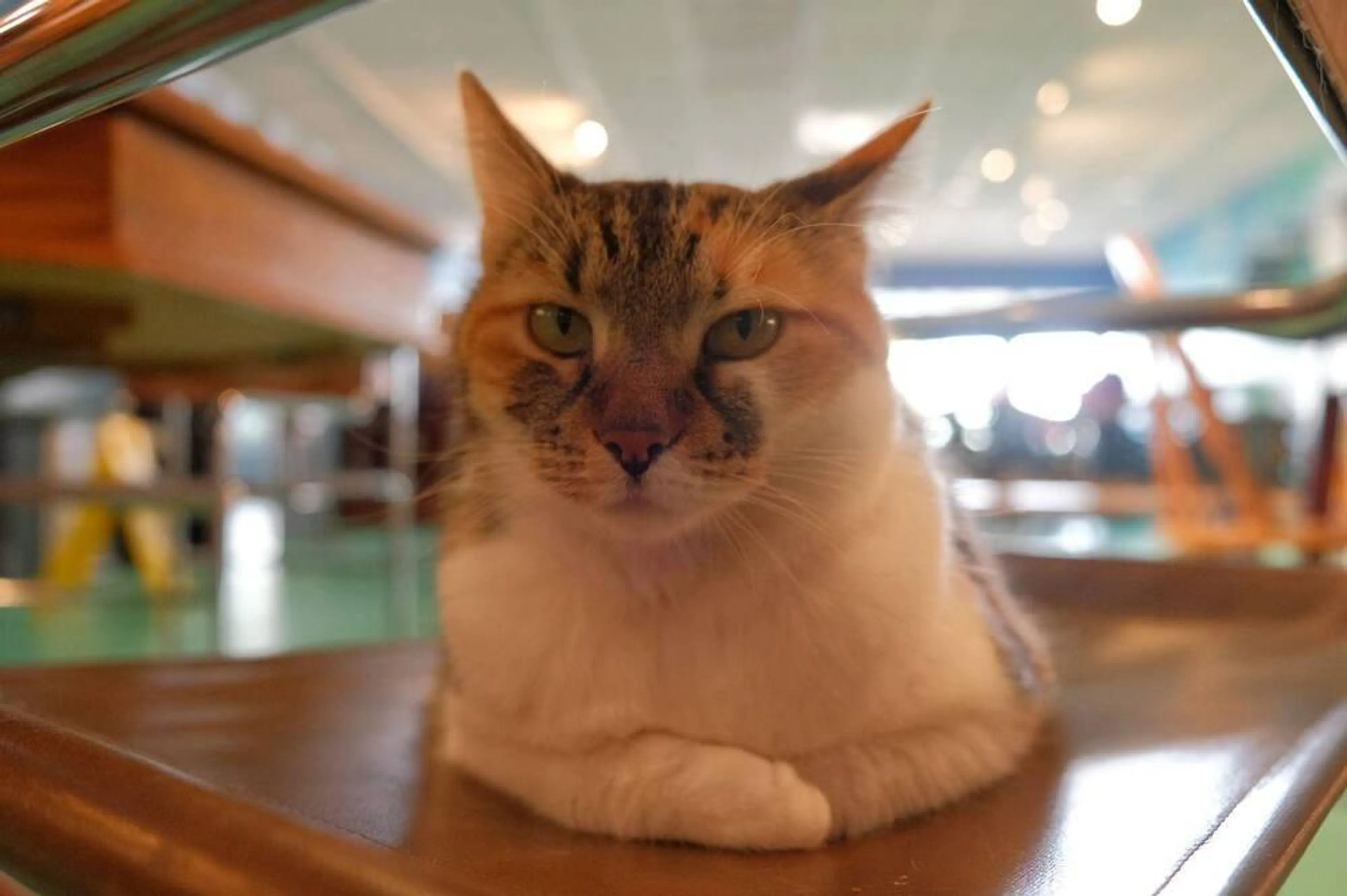 Found pet-1