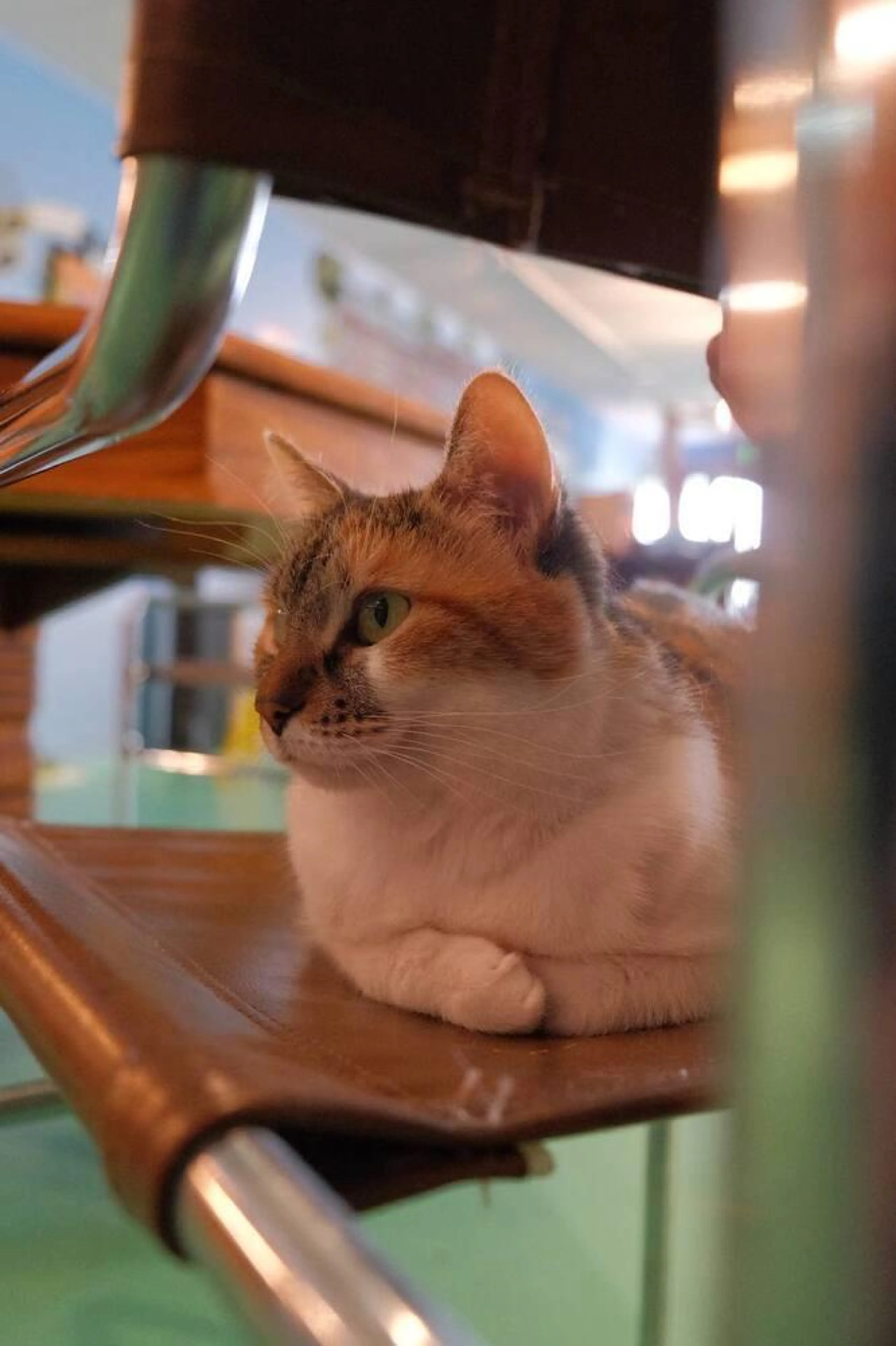 Found pet-3