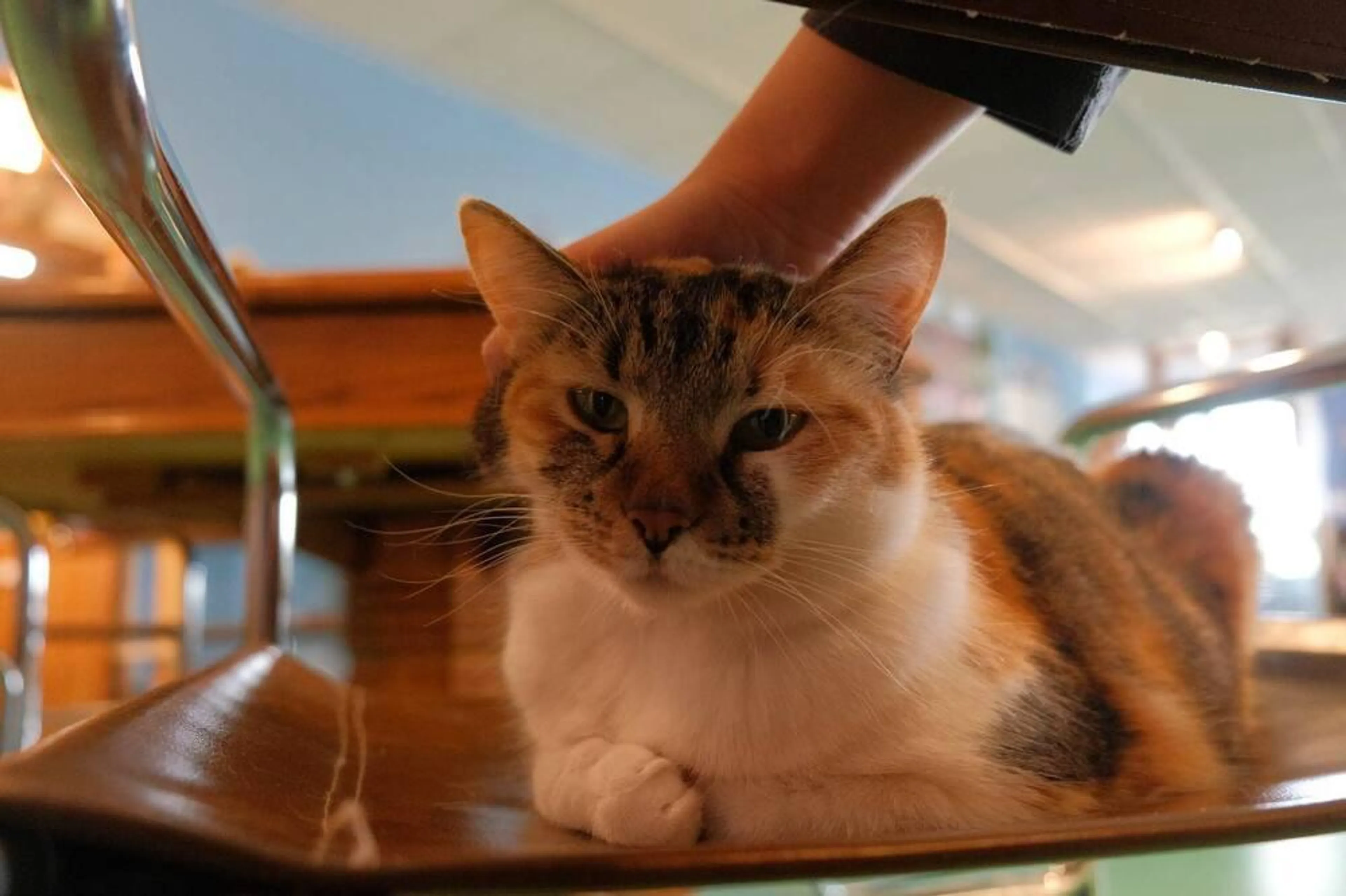 Found pet-2