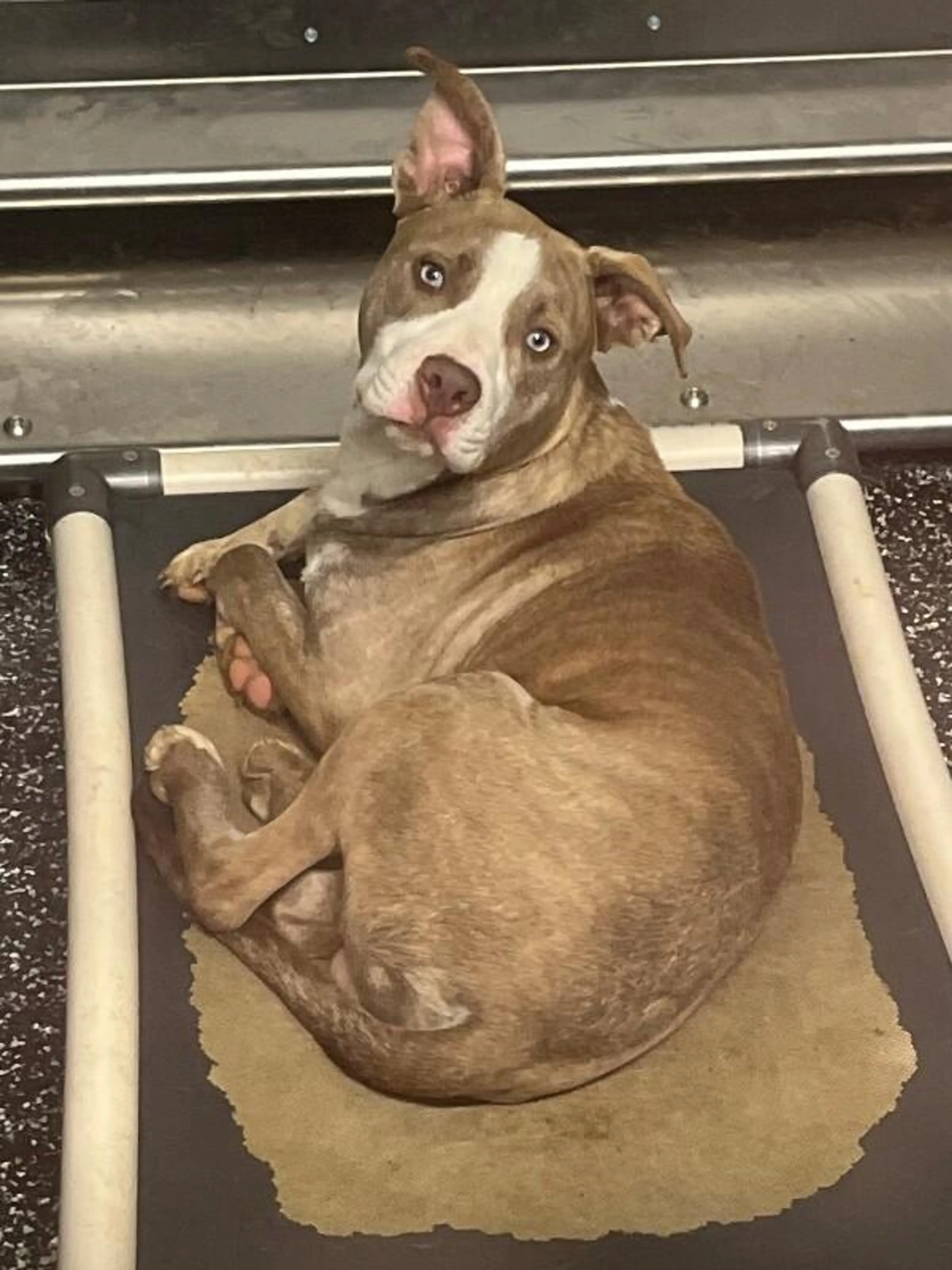 Found pet-2