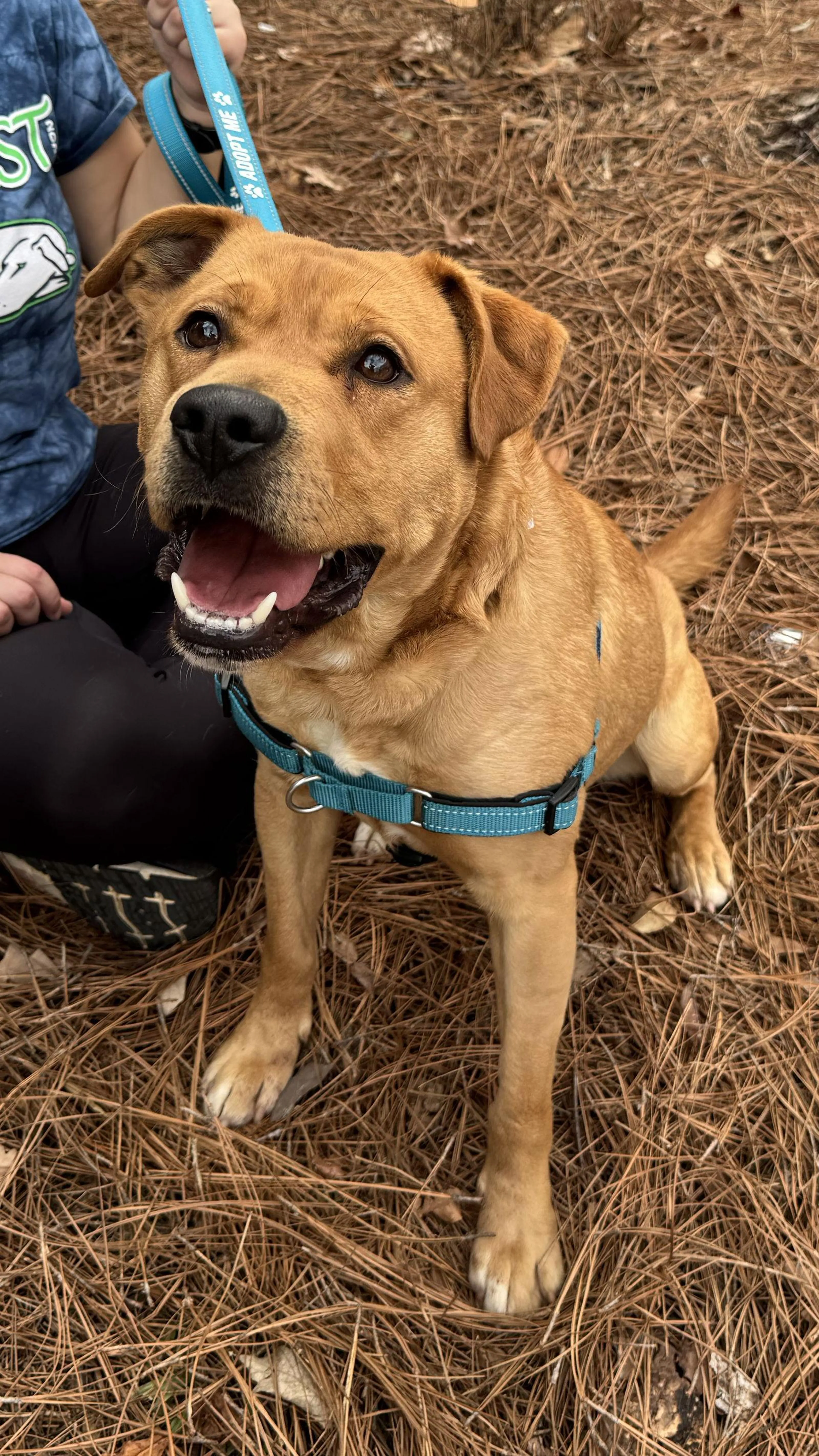Found pet-1