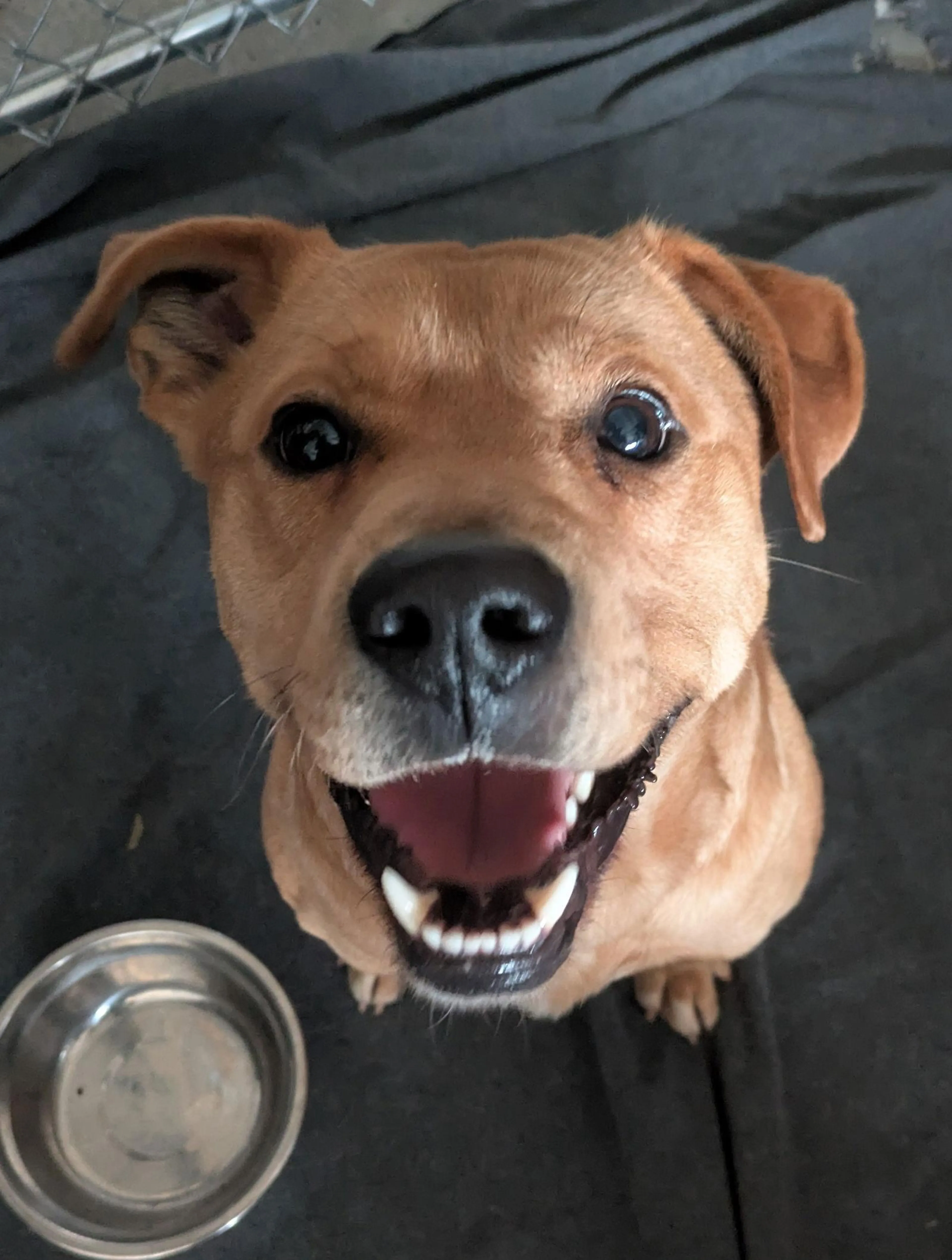 Found pet-2