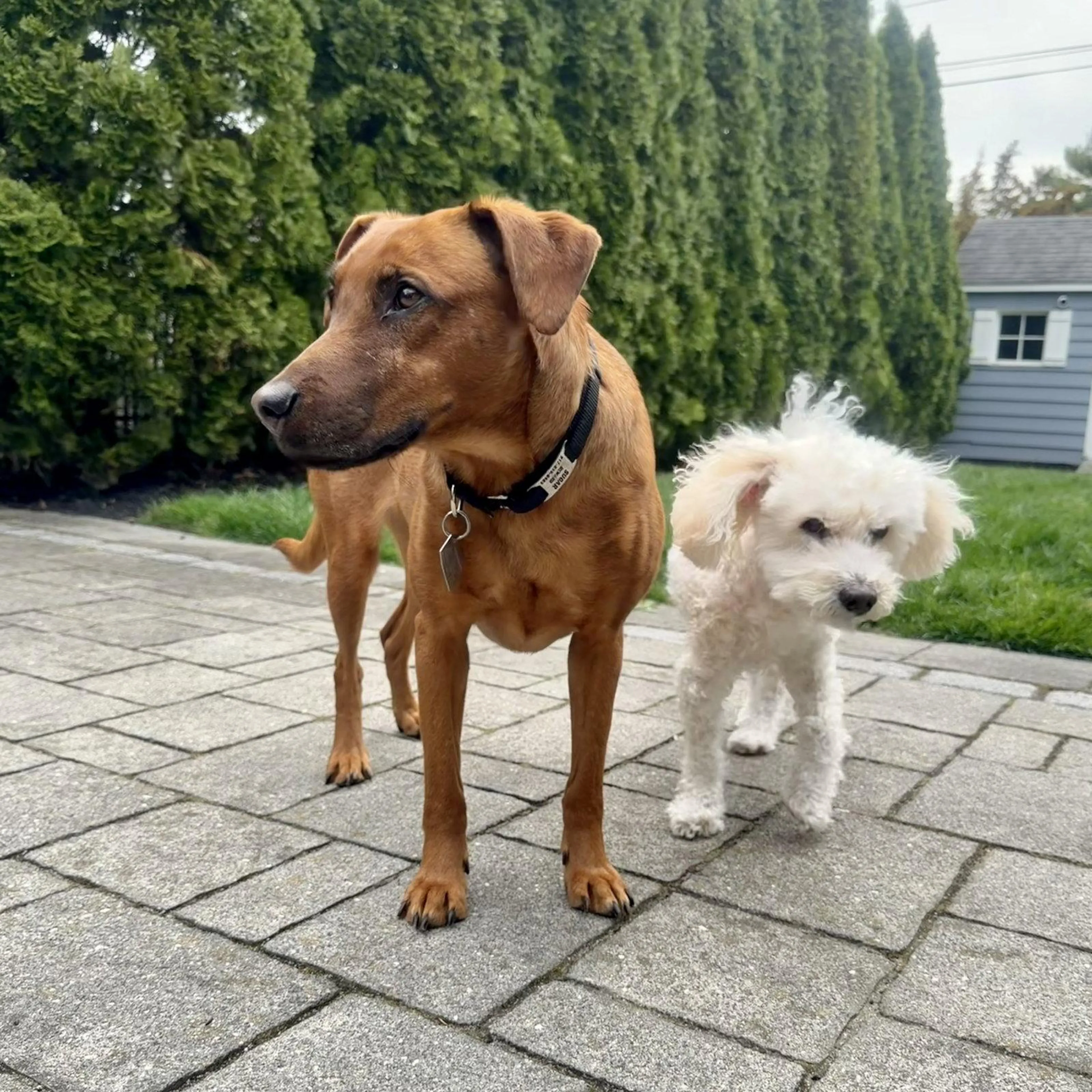 Found pet-2