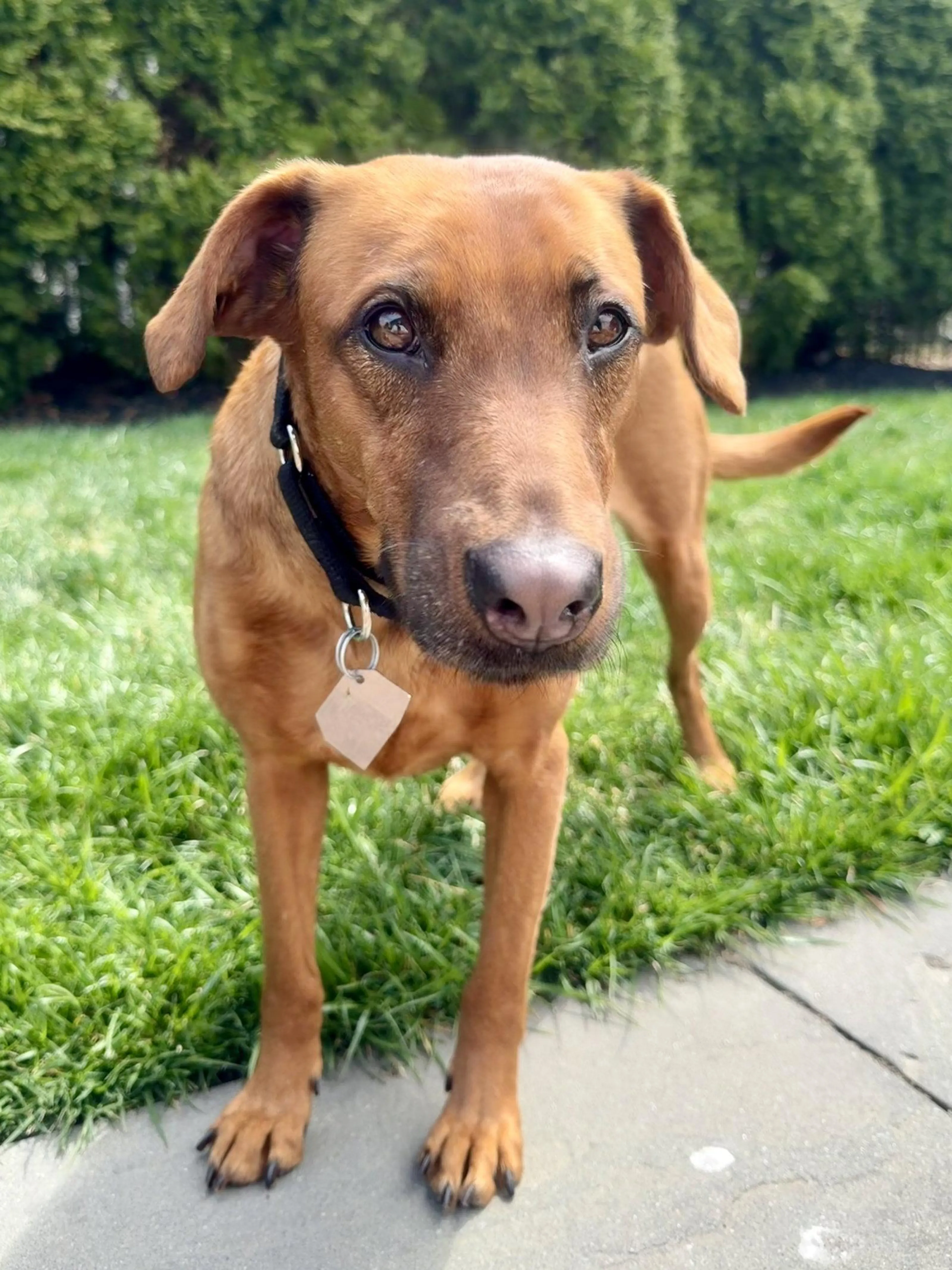 Found pet-1