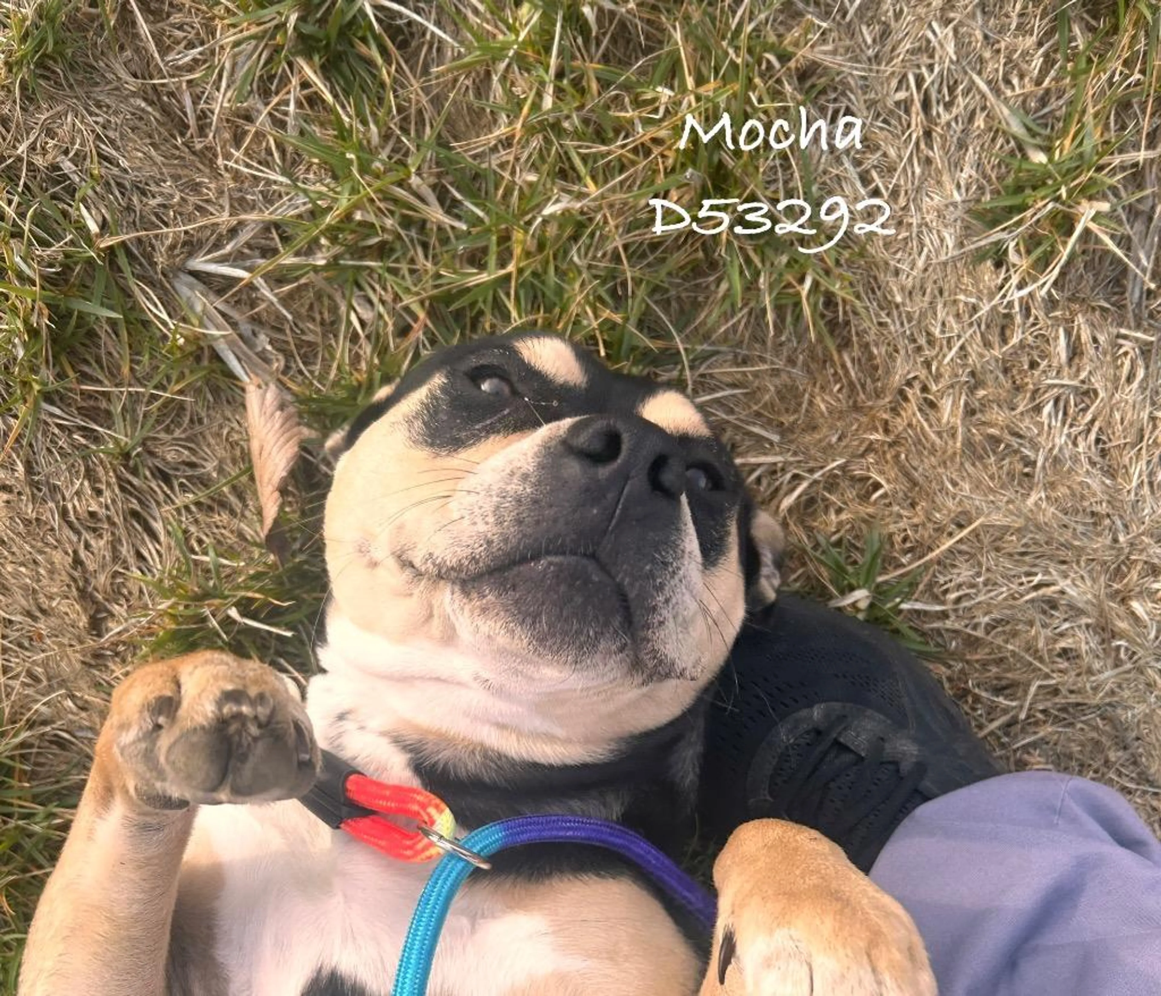 Found pet-0