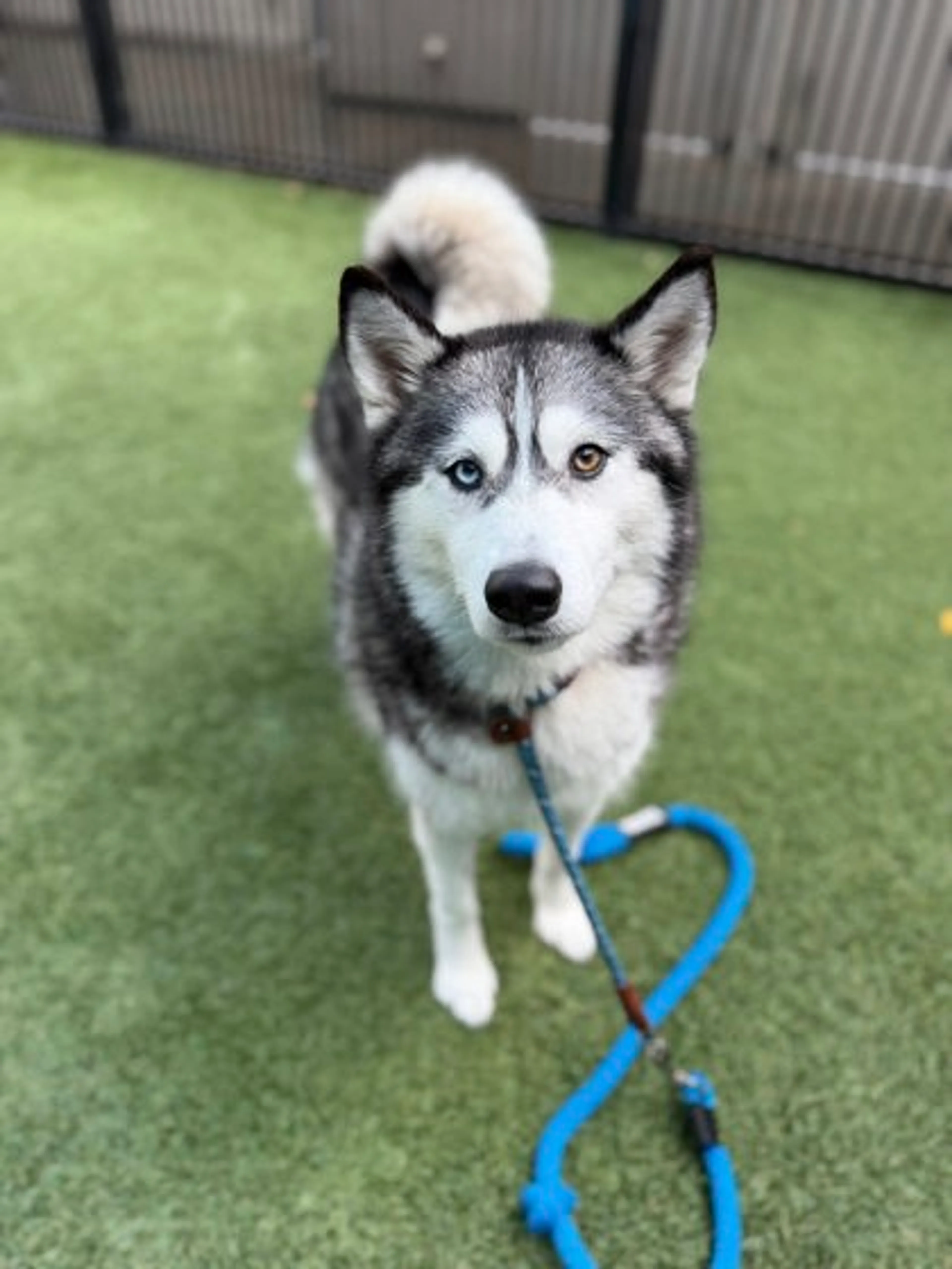 Found pet-2