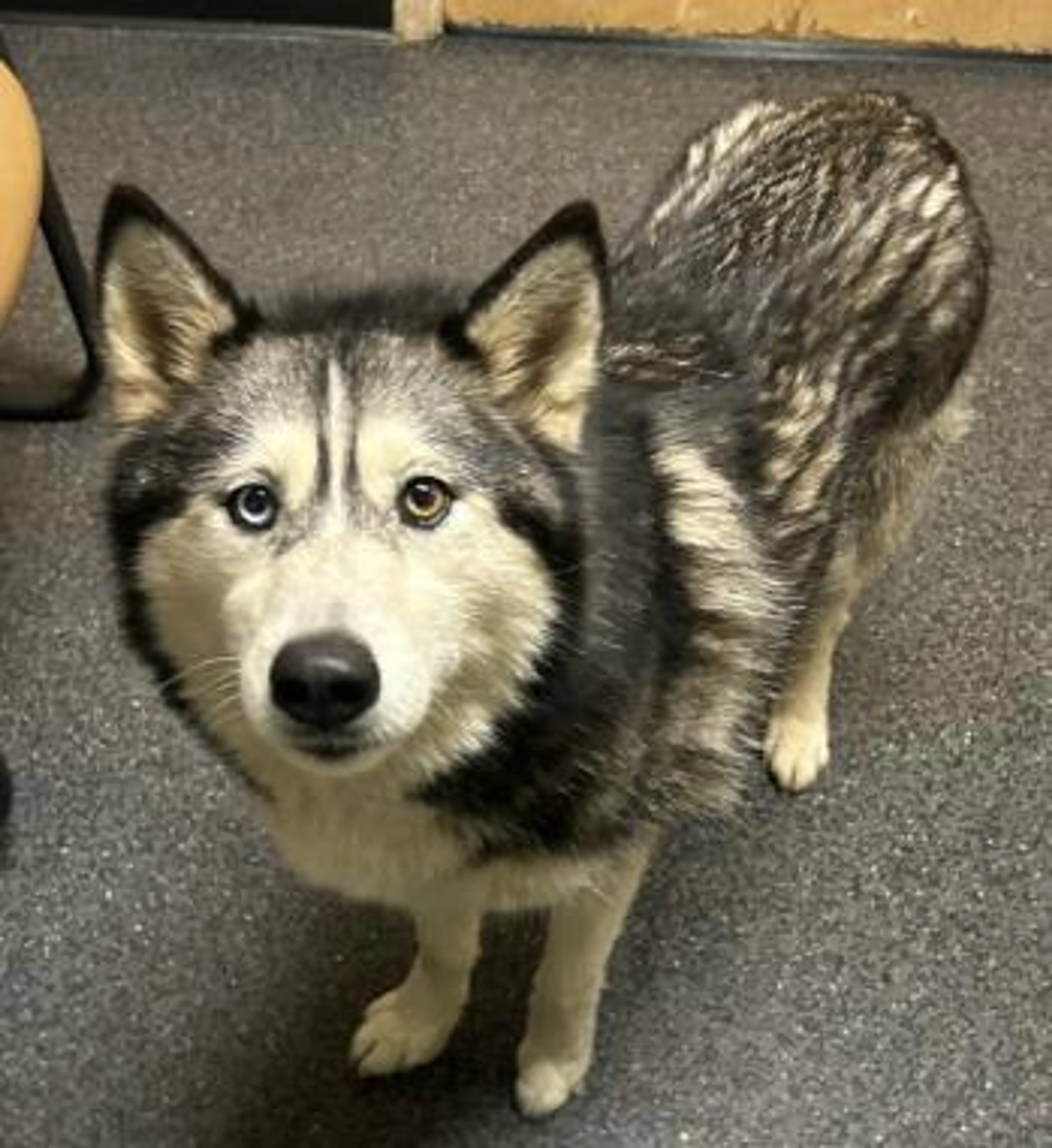 Found pet-1